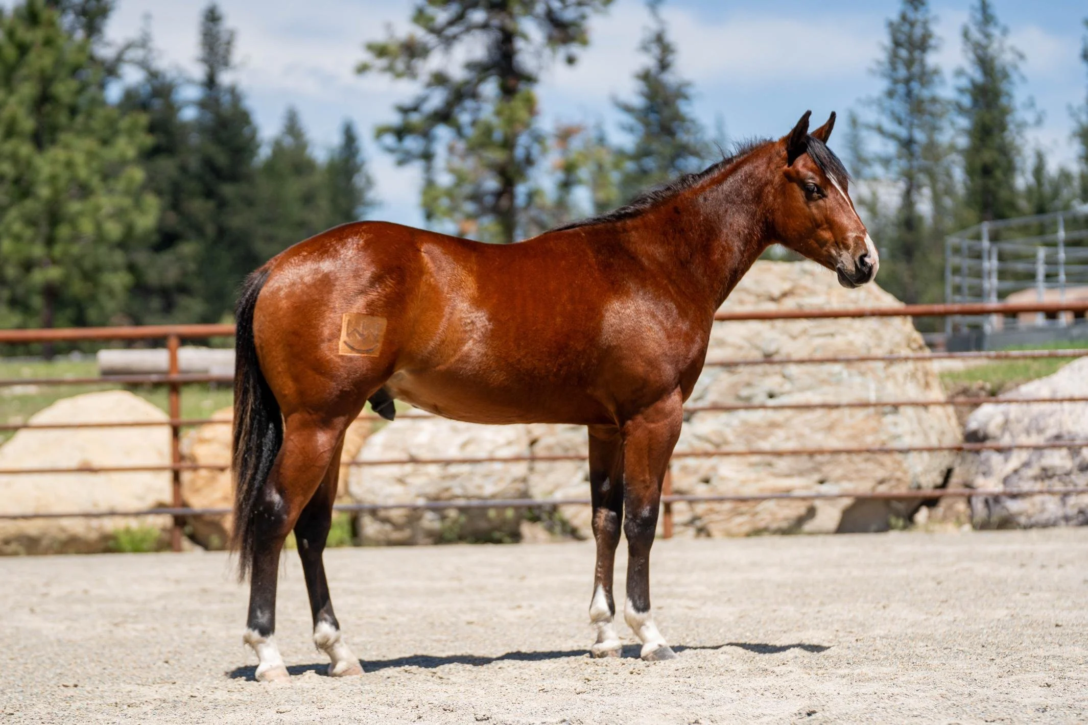 Right-side view of a tall bay gelding with a narrow blaze and four white socks during an equine sale photoshoot at Rockin’ WW Ranch in Kalispell, Montana.