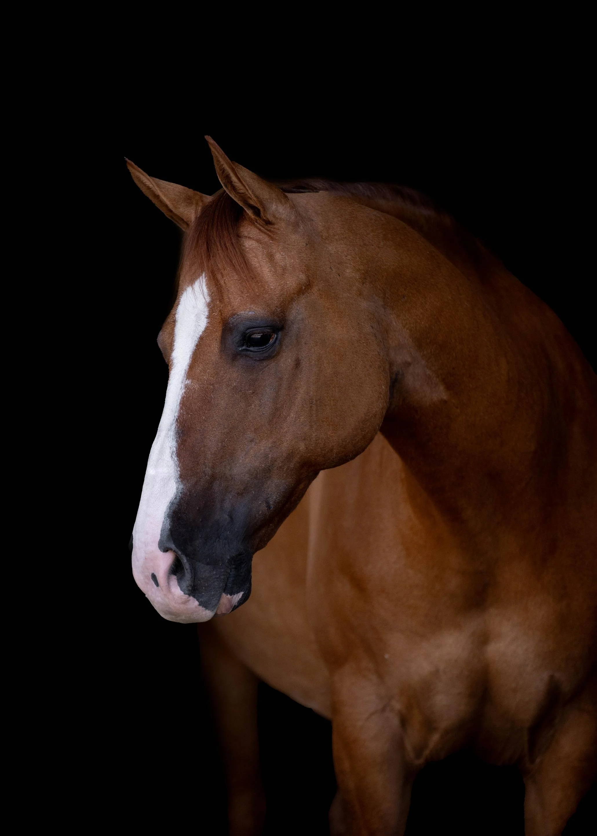 Front-side view of a dark chestnut horse with a wide blaze against a black background during an equine sale photoshoot at Rockin’ WW Ranch in Kalispell, Montana
