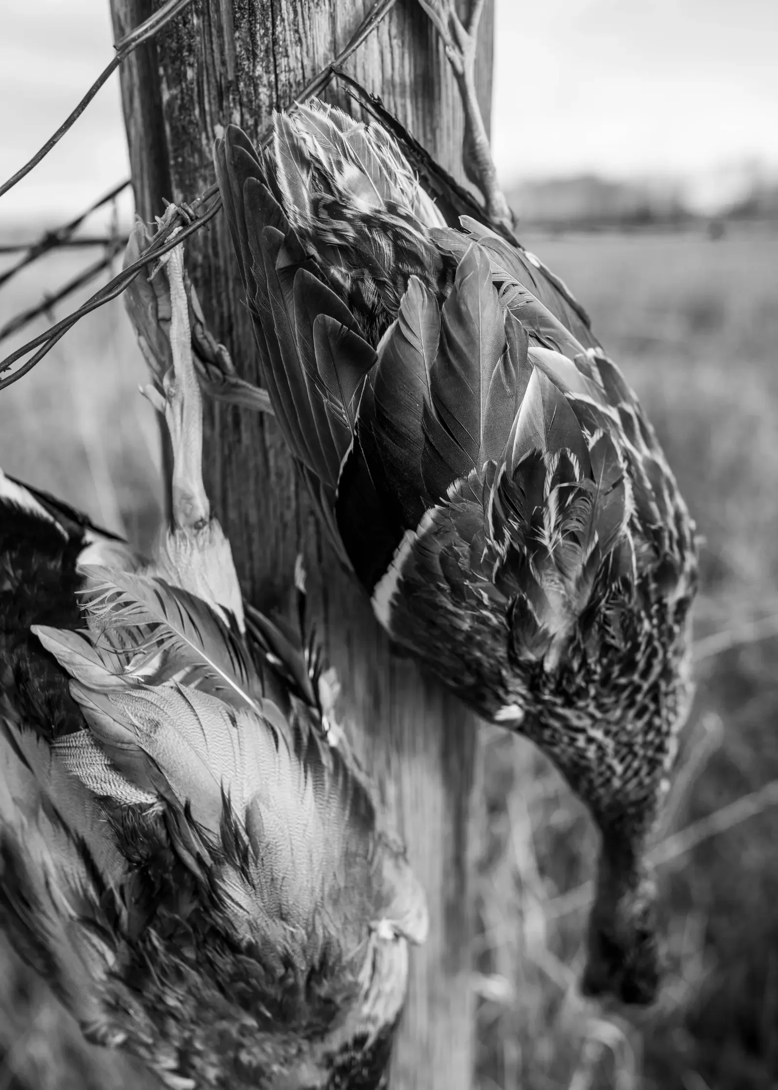 Montana-Duck-Hunting-Gurden-Outdoor-Grayson-Buckner-Media (13).webp