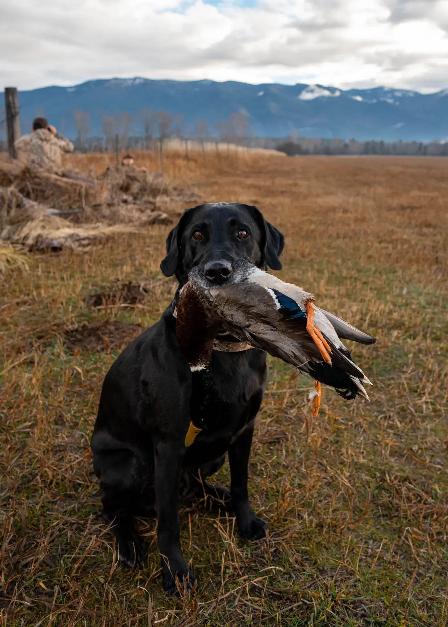 Montana-Duck-Hunting-Gurden-Outdoor-Grayson-Buckner-Media (7).webp