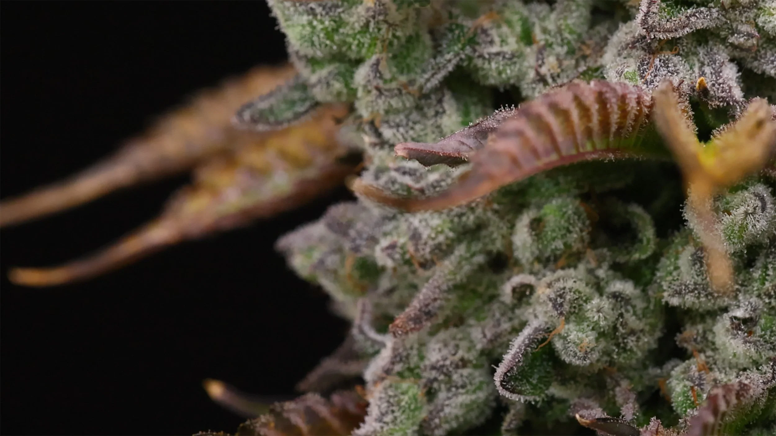 Canadian-Craft-Cannabis-Co-CAN-Home-Banner.jpg