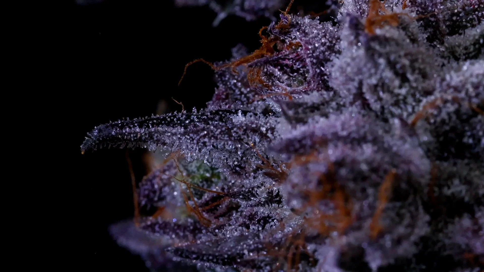 Canadian-Craft-Cannabis-Co-TermsofUse-Banner.jpg