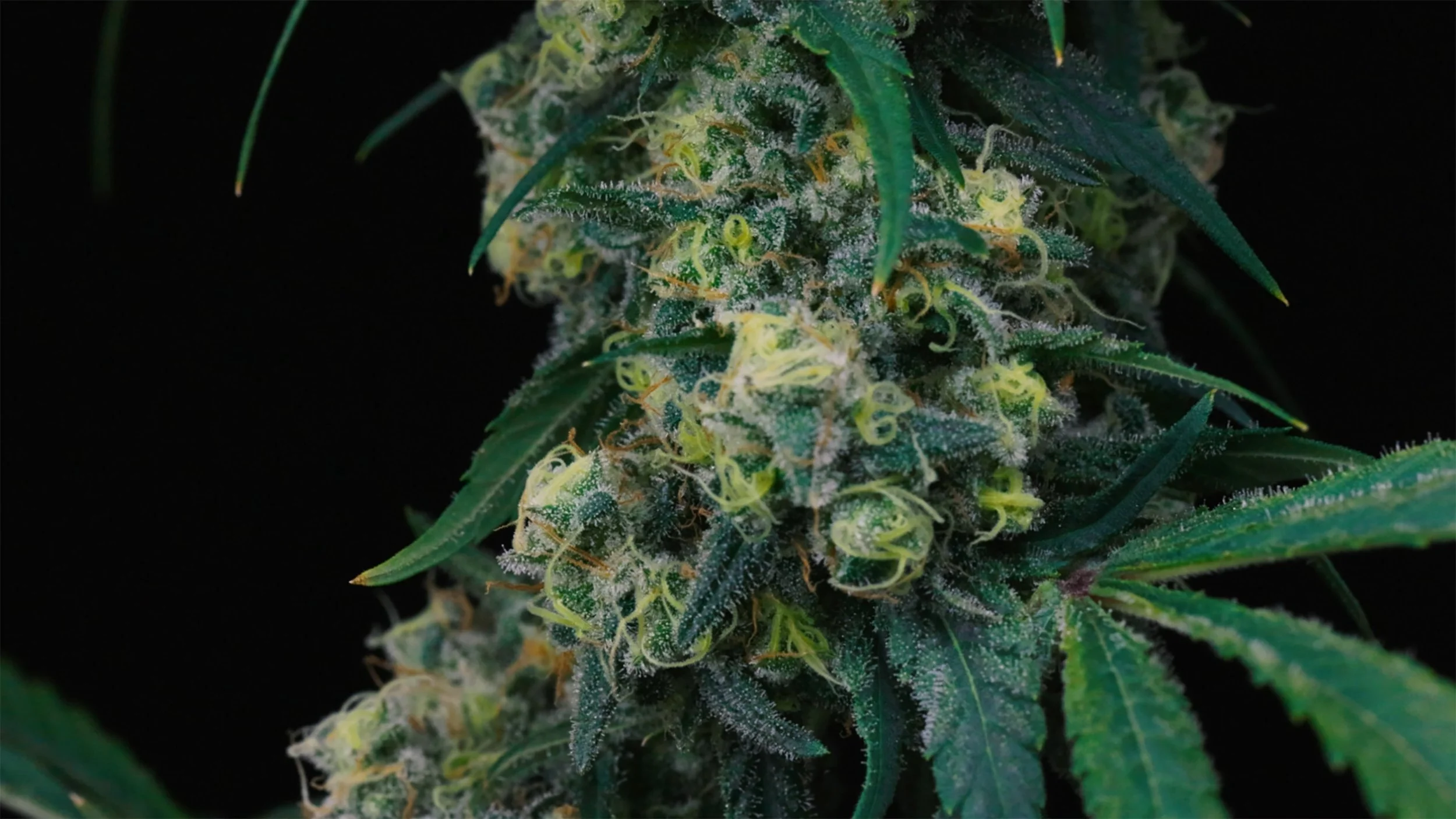 Canadian-Craft-Cannabis-Co-DE-4Moments-Banner.jpg