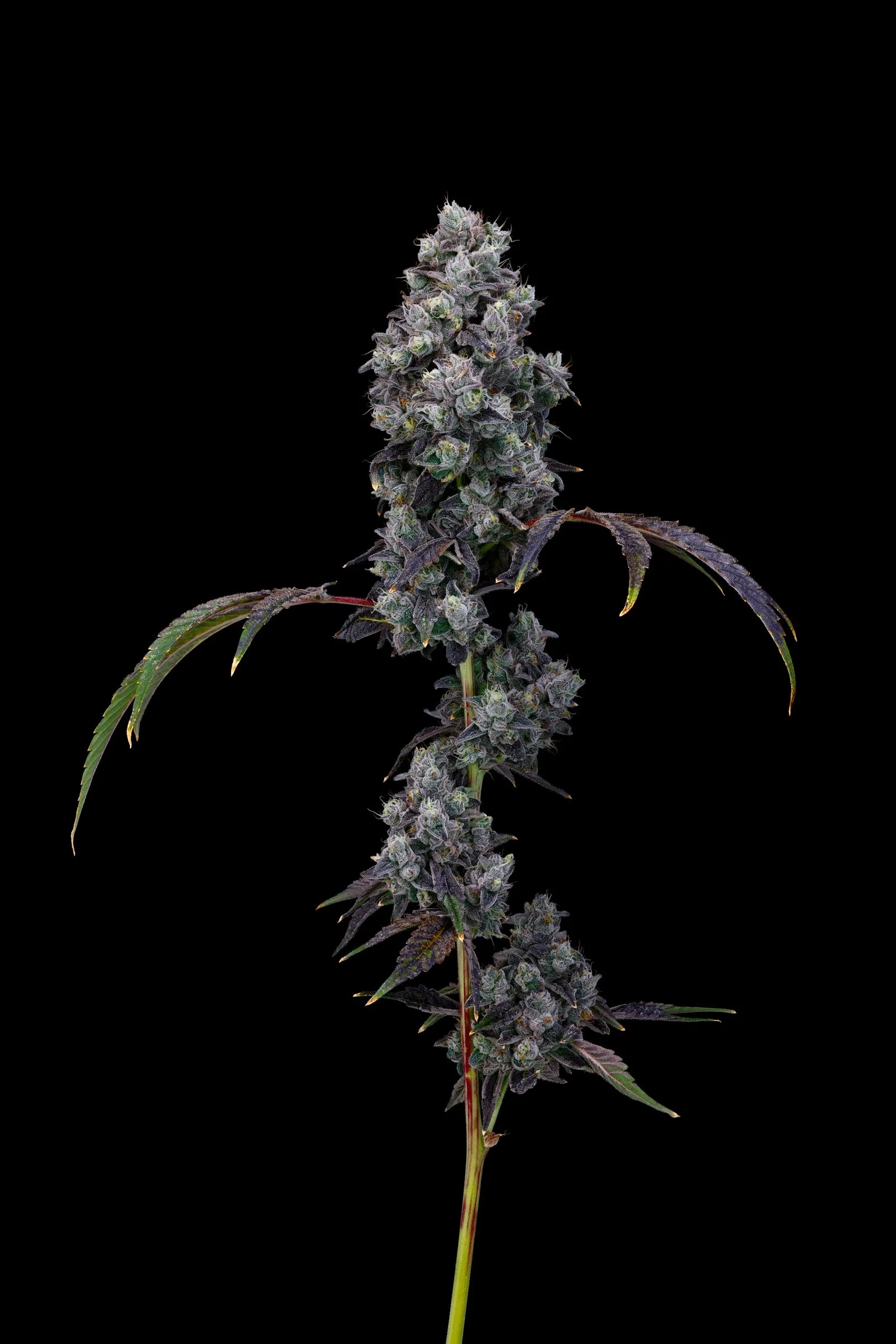 Superseed-Extradordinary-Genetics.jpg