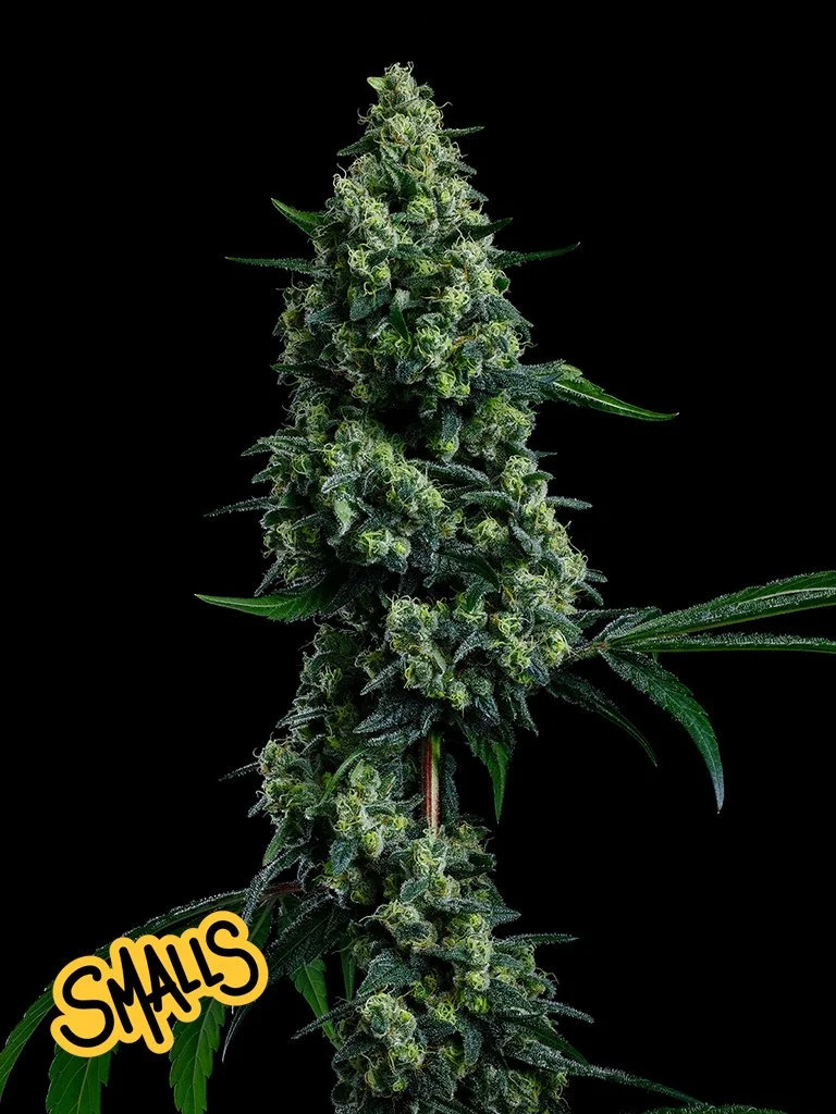 BC Smalls - Afghan Layer Cake