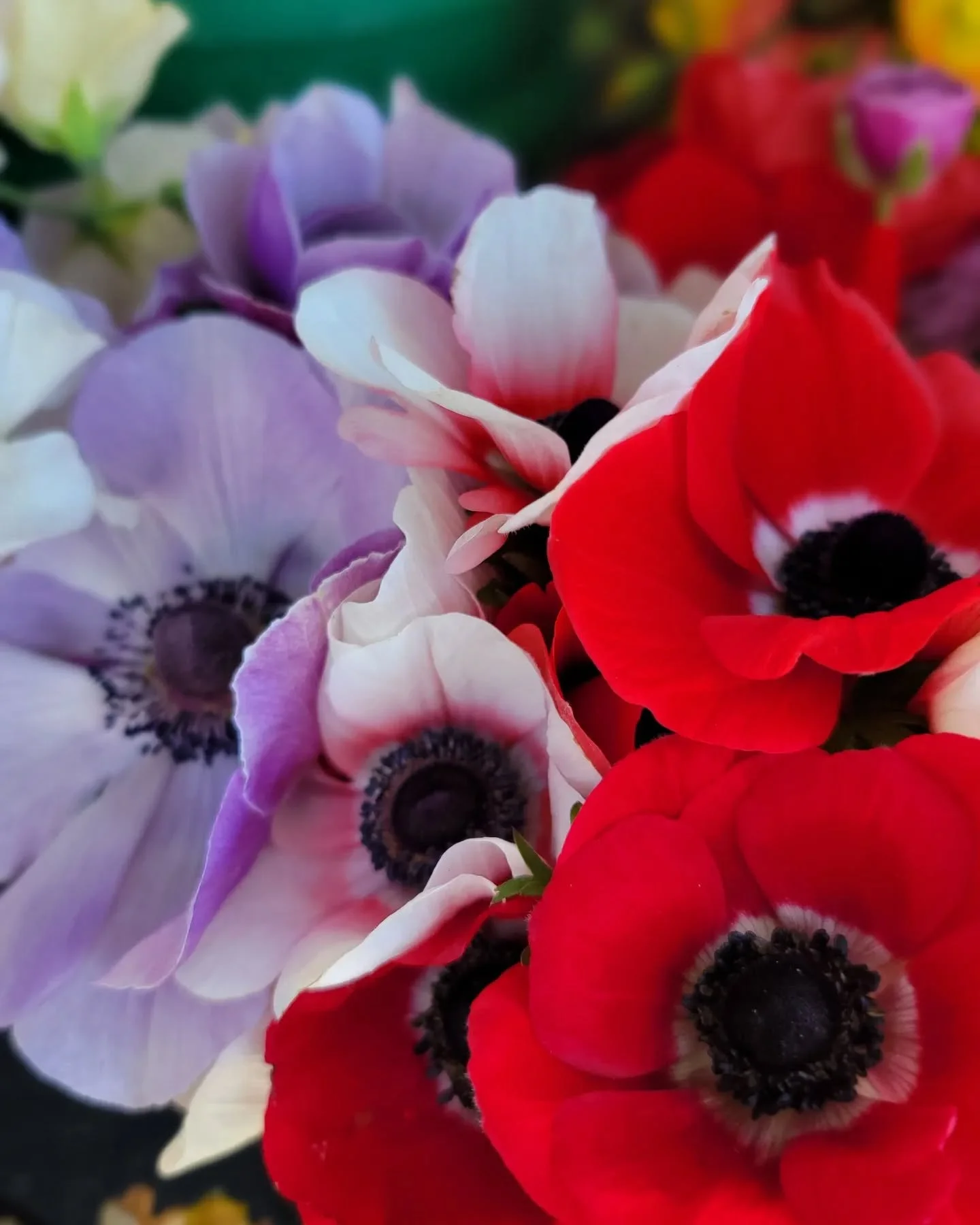 Just picked up fresh michigan grown flowers @forgetmenotfarmsmi for opening day at The Flower Bar tomorrow. Get ready!! Open 11-7

850 S Lapeer, Oxford 

#shopoxford #localgrown #local #oxfordmichigan