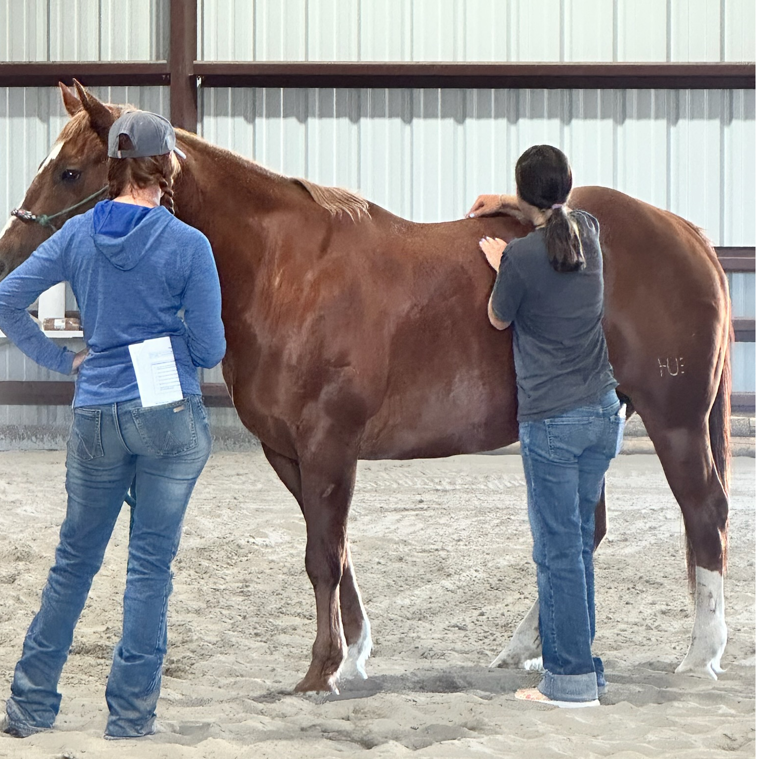 Equine Spine