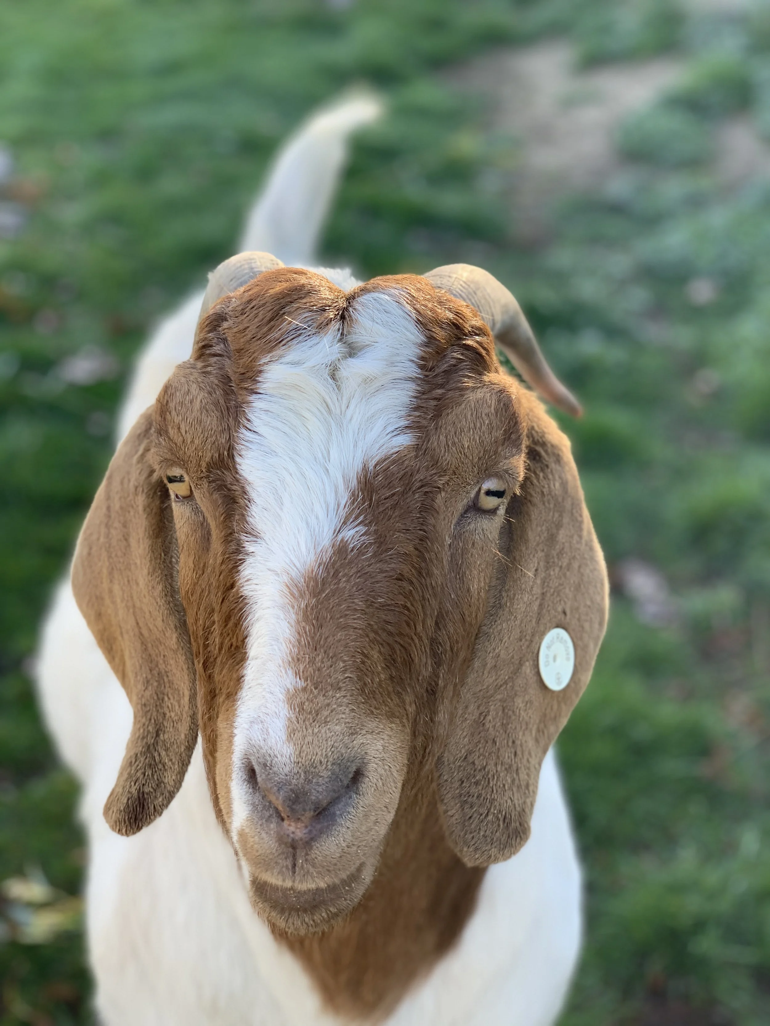 Close-up of a brown and white goat standing on grass, with a tag on its ear and looking directly at the camera.