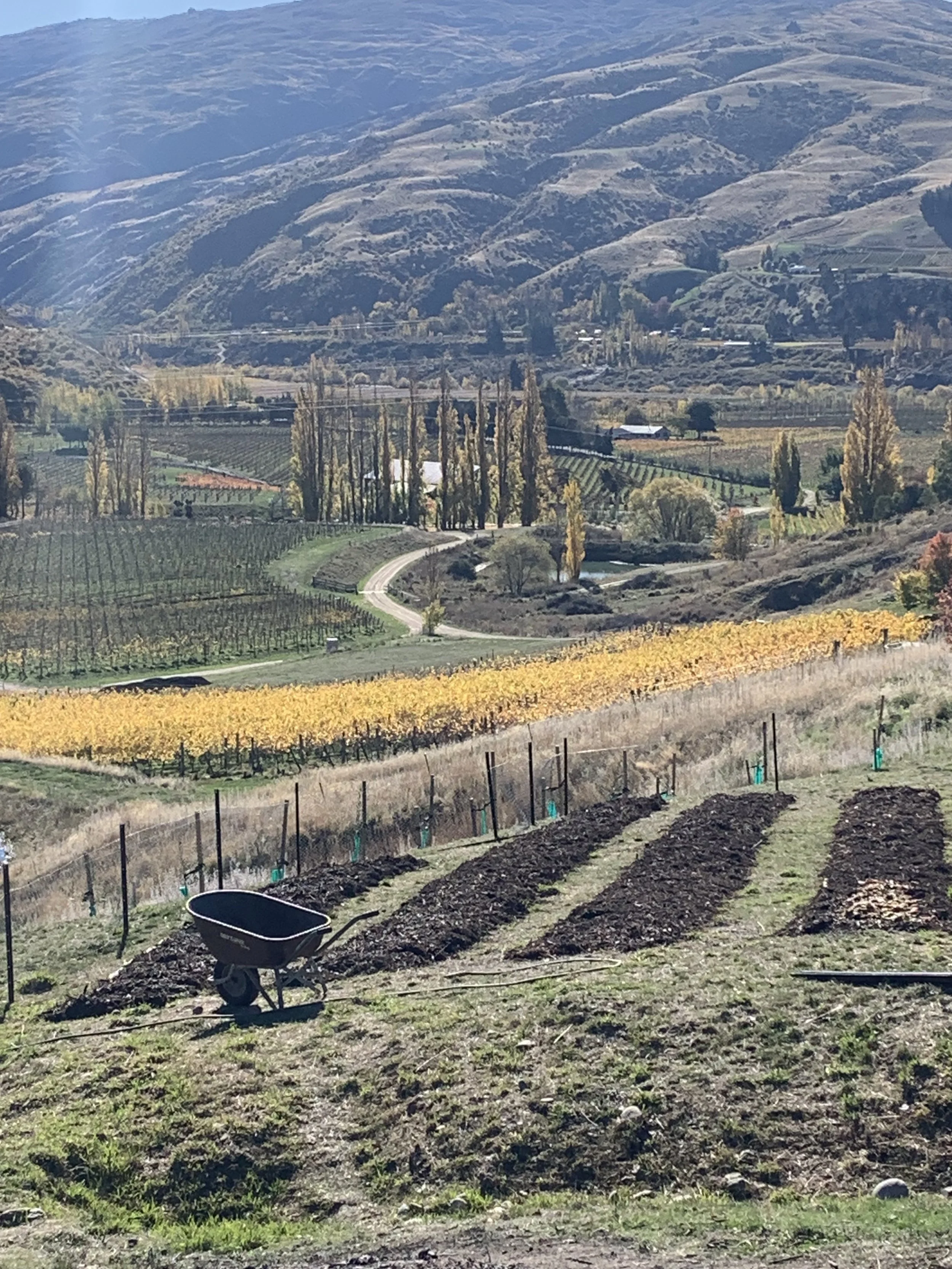 A hillside vineyard in autumn with rows of freshly tilled soil in the foreground, a wheelbarrow nearby, and trees and rolling hills in the background.