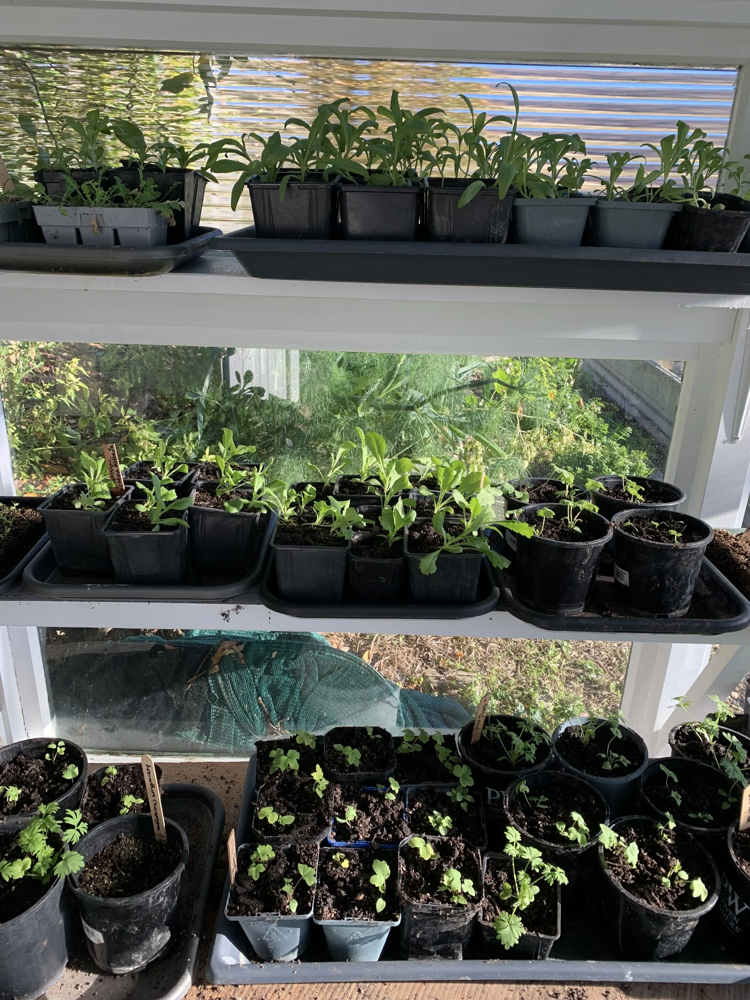 Multiple trays of potted seedlings and young plants on a three-tiered white shelf near a window in a greenhouse or sunroom.