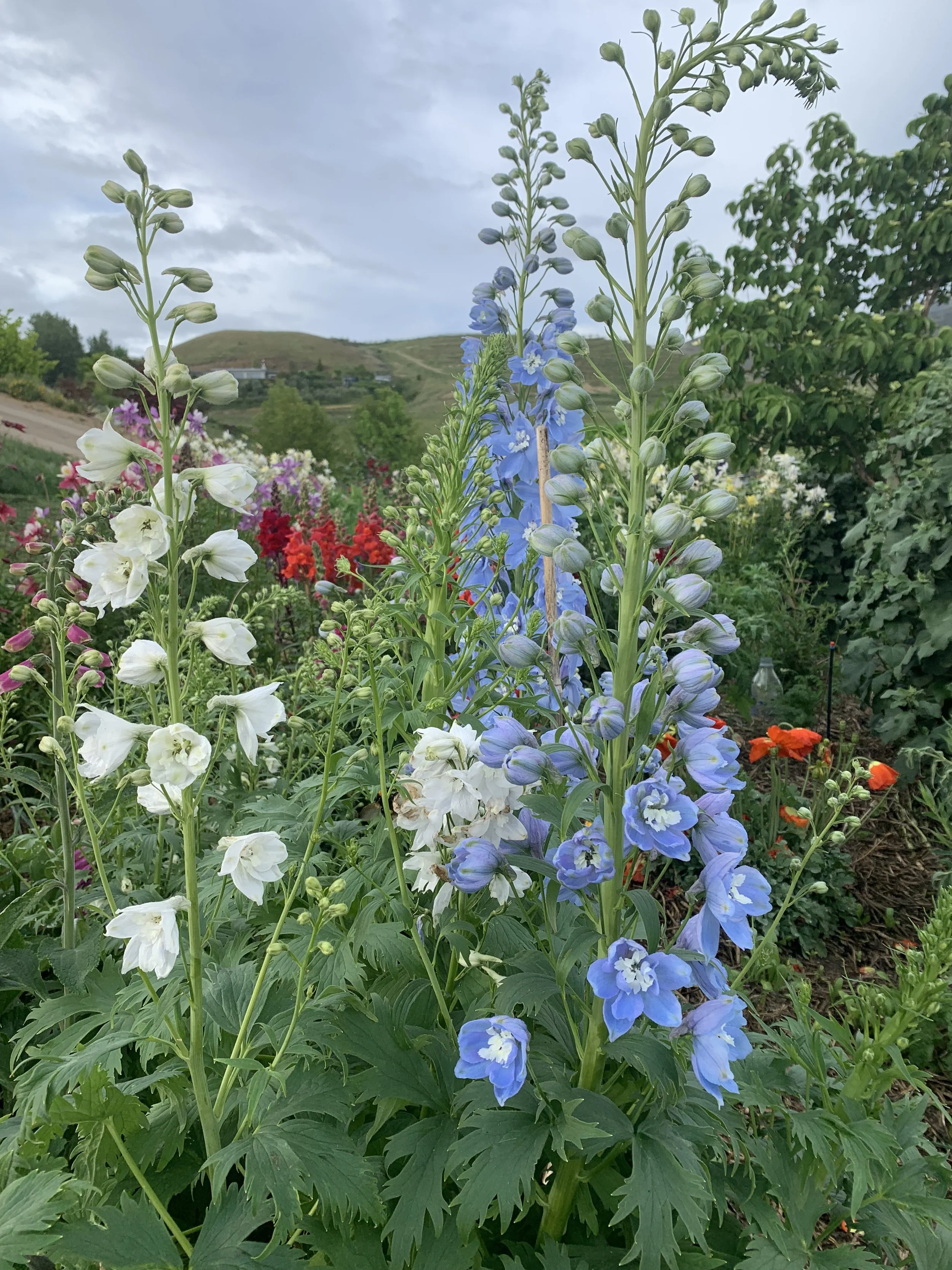 Colorful flowers growing in a garden with hills and cloudy sky in the background.