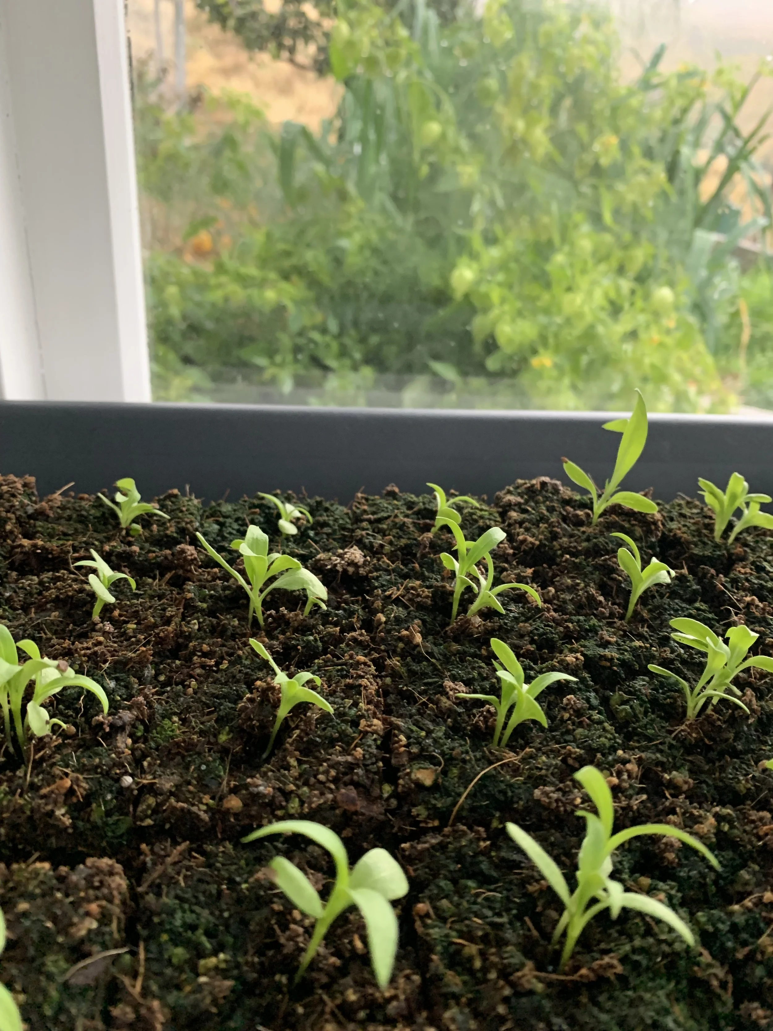 Close-up of young green seedlings growing in soil on a windowsill with a blurred green outdoor background.