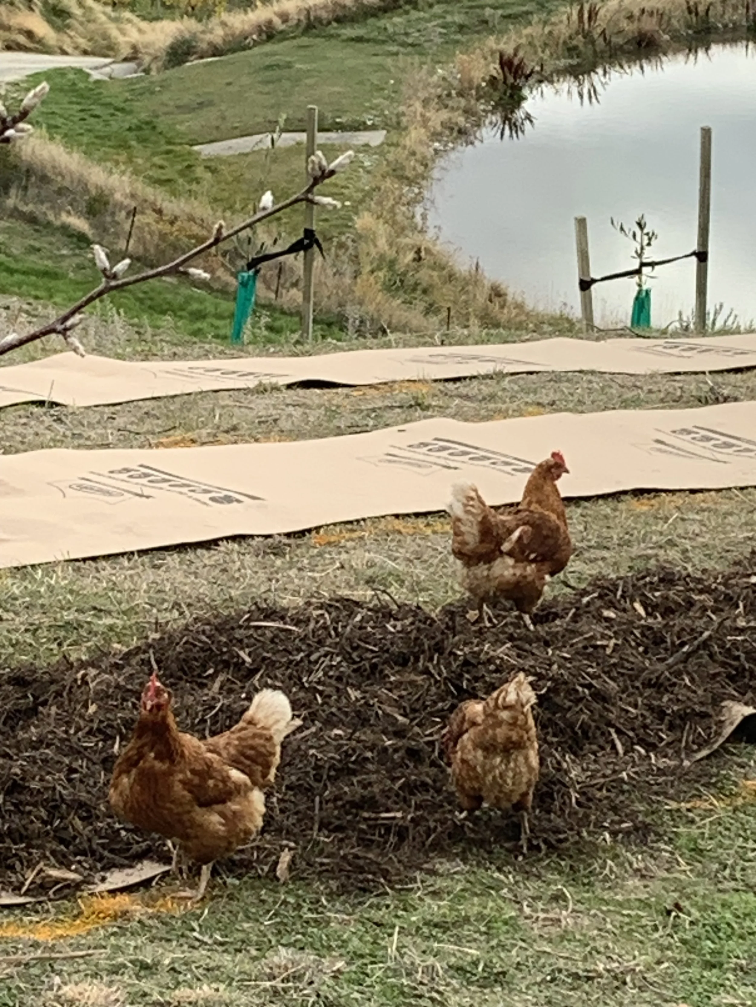 Three chickens on a mound of dirt on a farm with a pond, grass, and trees in the background.