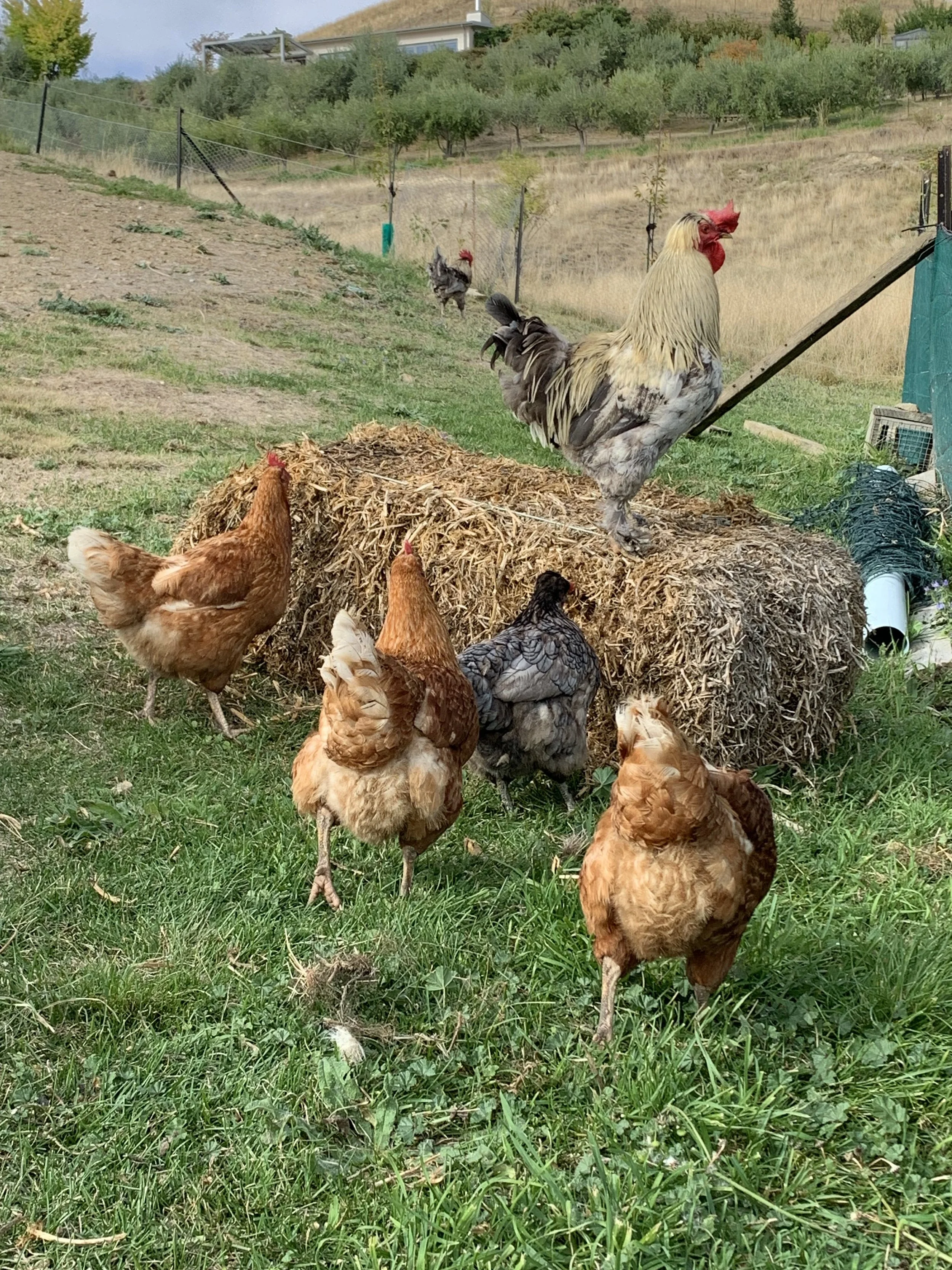 A group of chickens and a rooster on a farm with hay, grass, and a fence in the background.