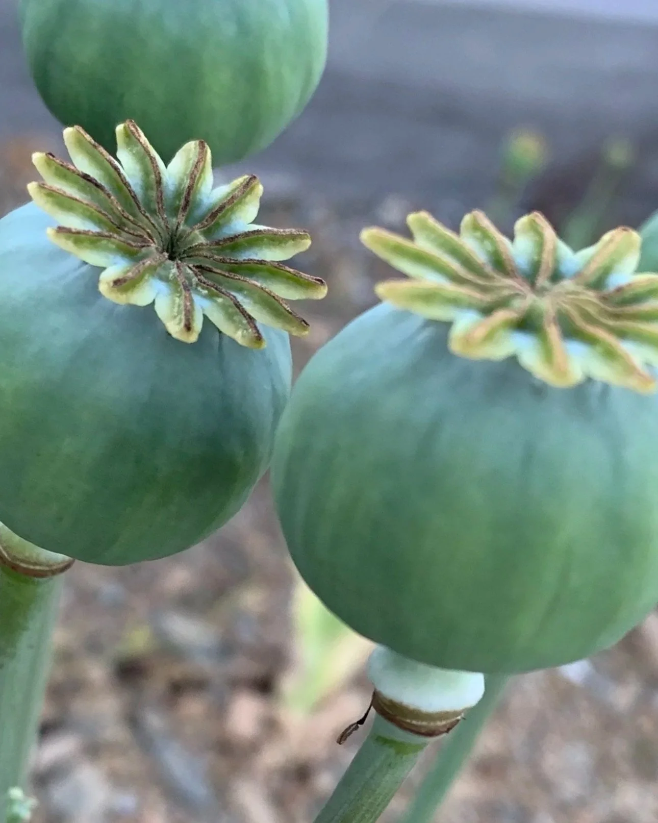 Close-up of three green globe-shaped seed pods with star-shaped tops and green stems.