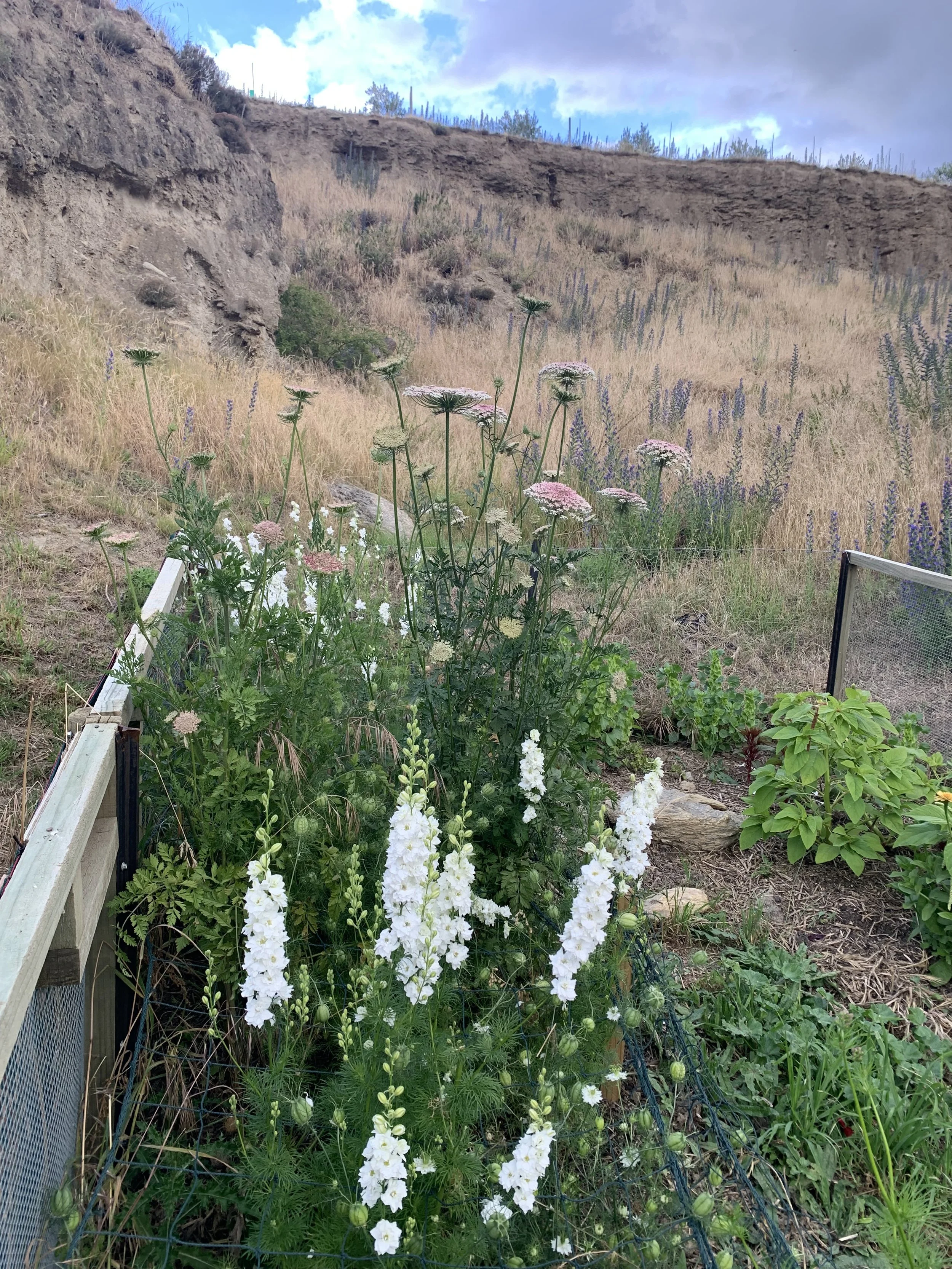 A garden with tall white and pink flowers, with a fence on the left and green plants on the right, set against a hillside with rocky terrain and dry grass, under a cloudy sky.