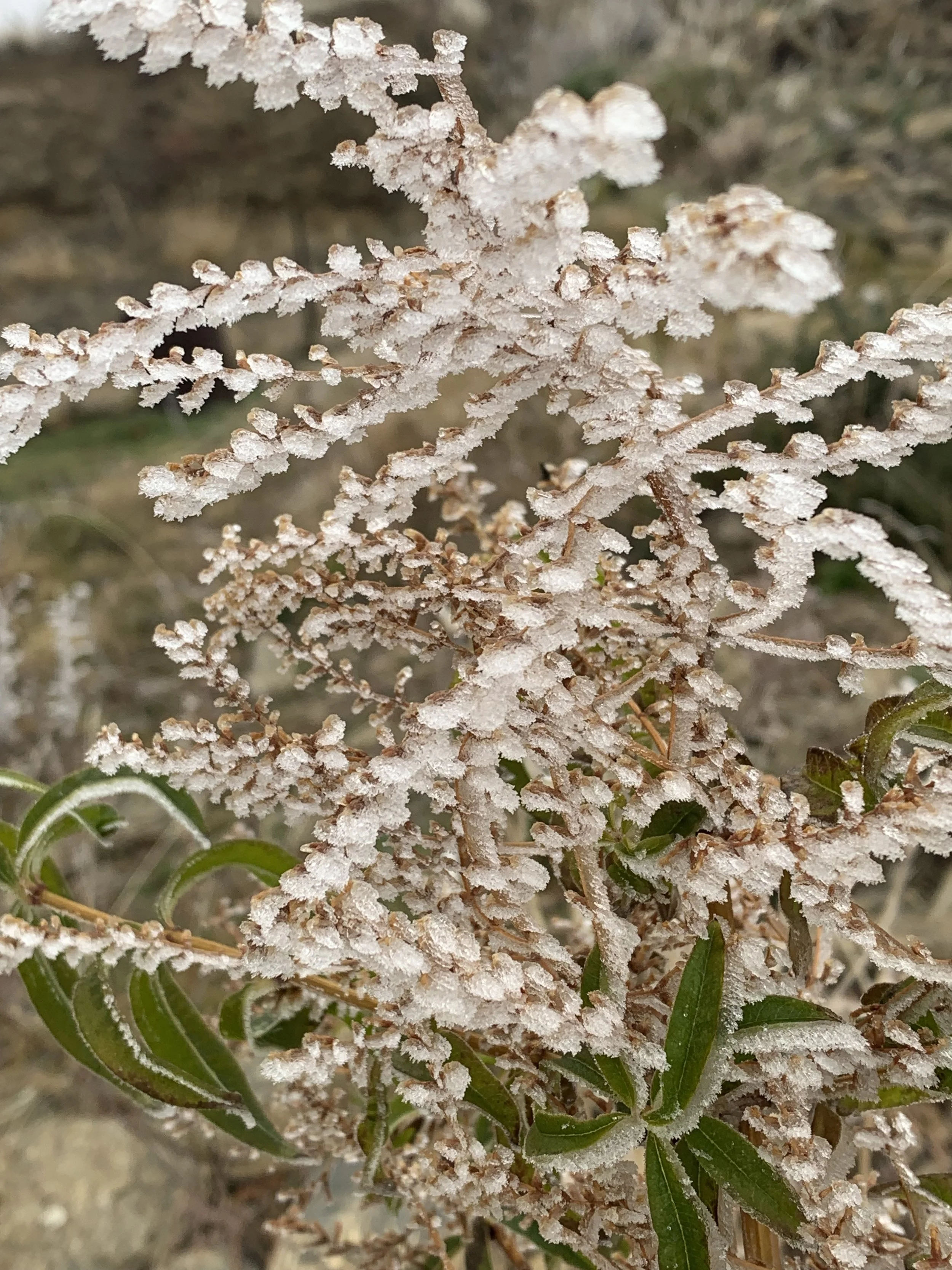 Frost-covered branches and green leaves of a plant.