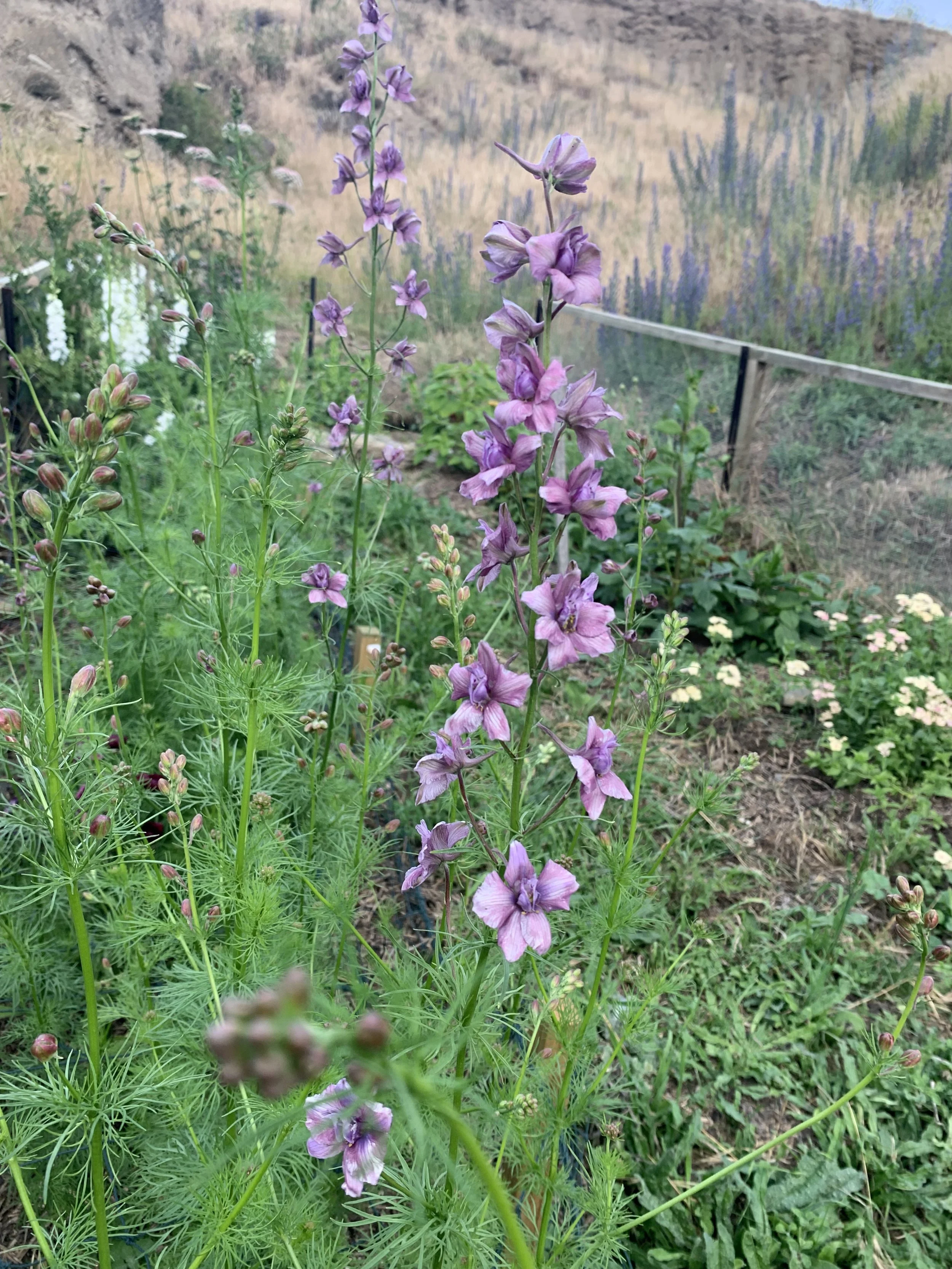 Purple flowering plants growing in a garden with a landscape and fence in the background.