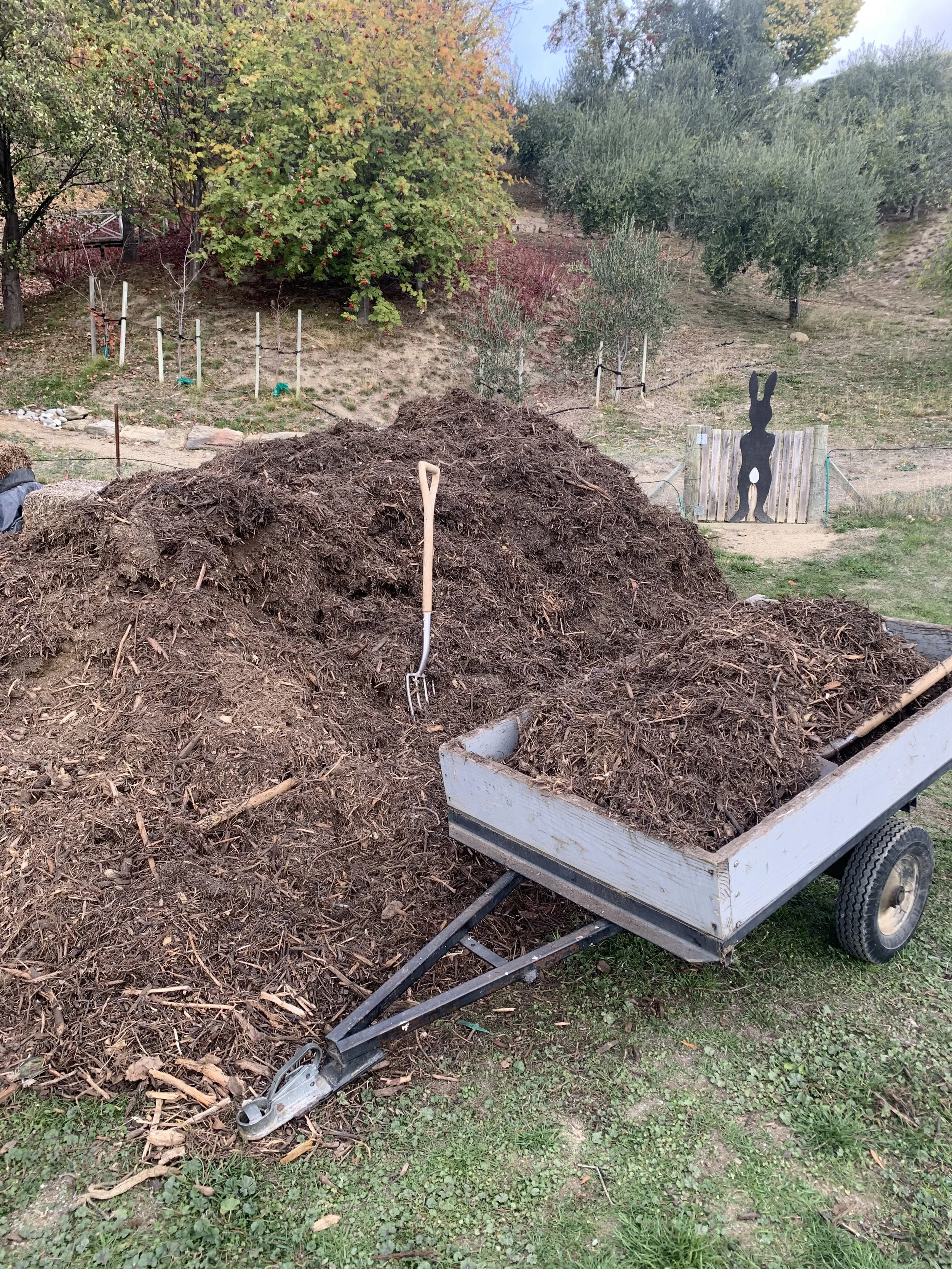 A wheelbarrow filled with mulch, with a pitchfork stuck into a large pile of mulch next to it, in a garden with trees and plants in the background.