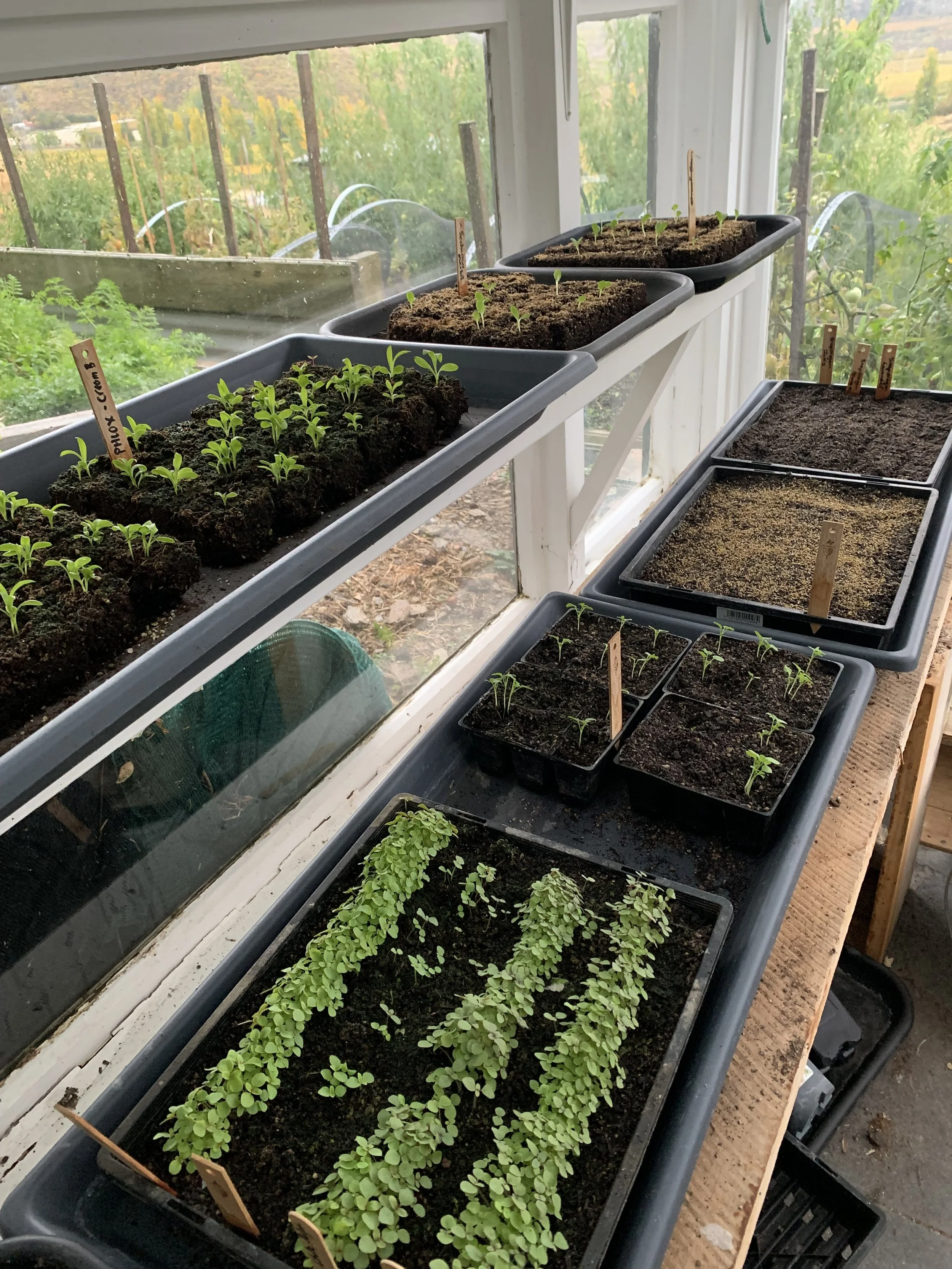 Indoor gardening setup with multiple trays and containers of seedlings at different growth stages, near a window with a green outdoor view.