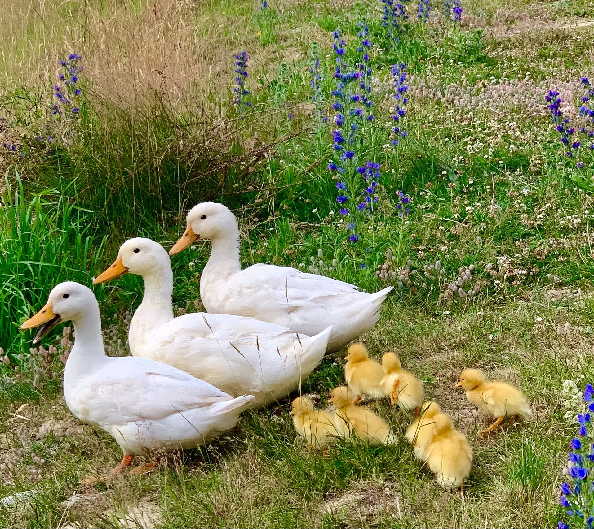 Three white ducks with orange beaks and nine yellow ducklings in a grassy area with purple and white wildflowers.