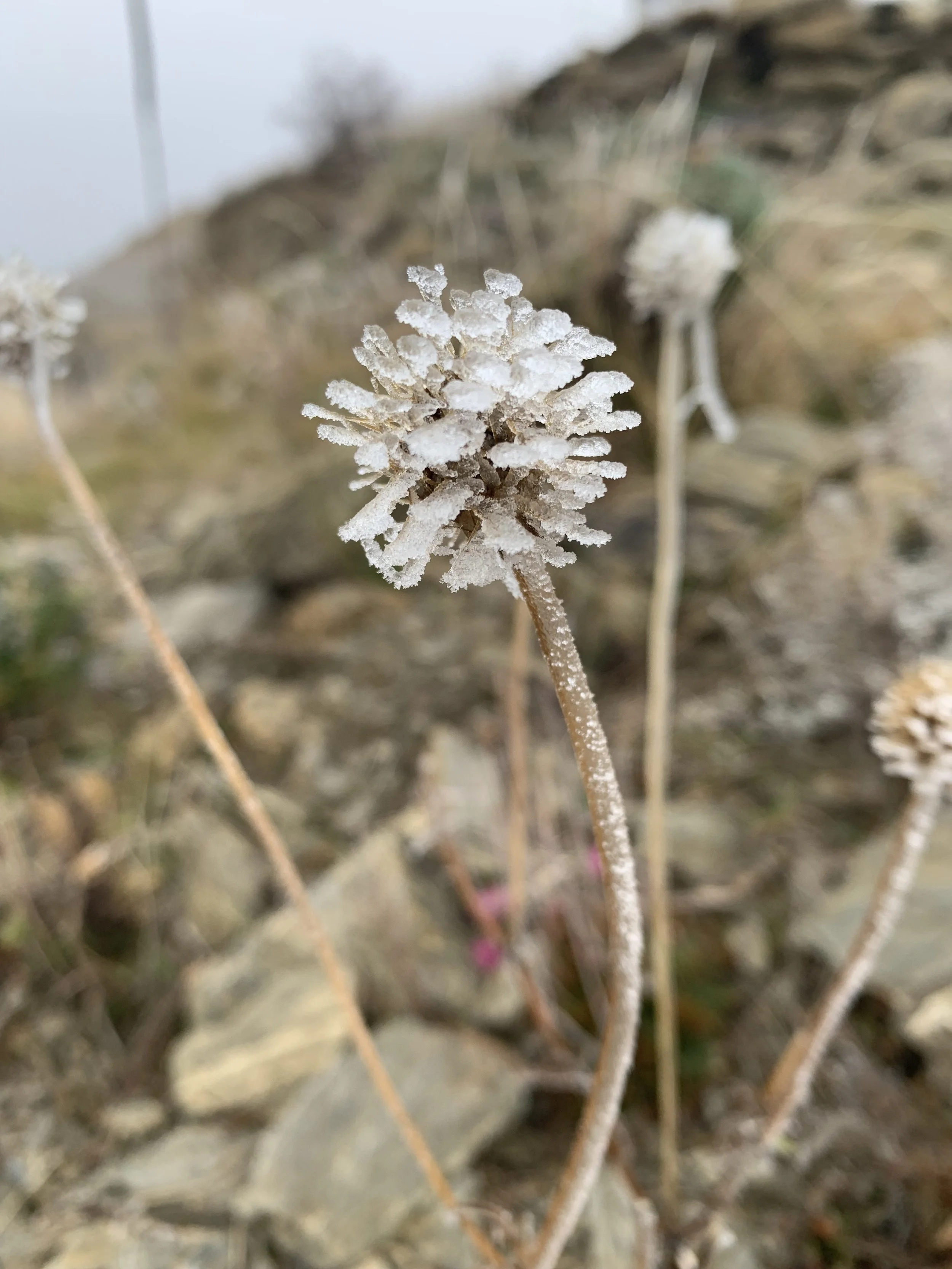 Frost-covered wildflower with a rounded cluster of tiny petals on a thin stem, outdoors on rocky ground.