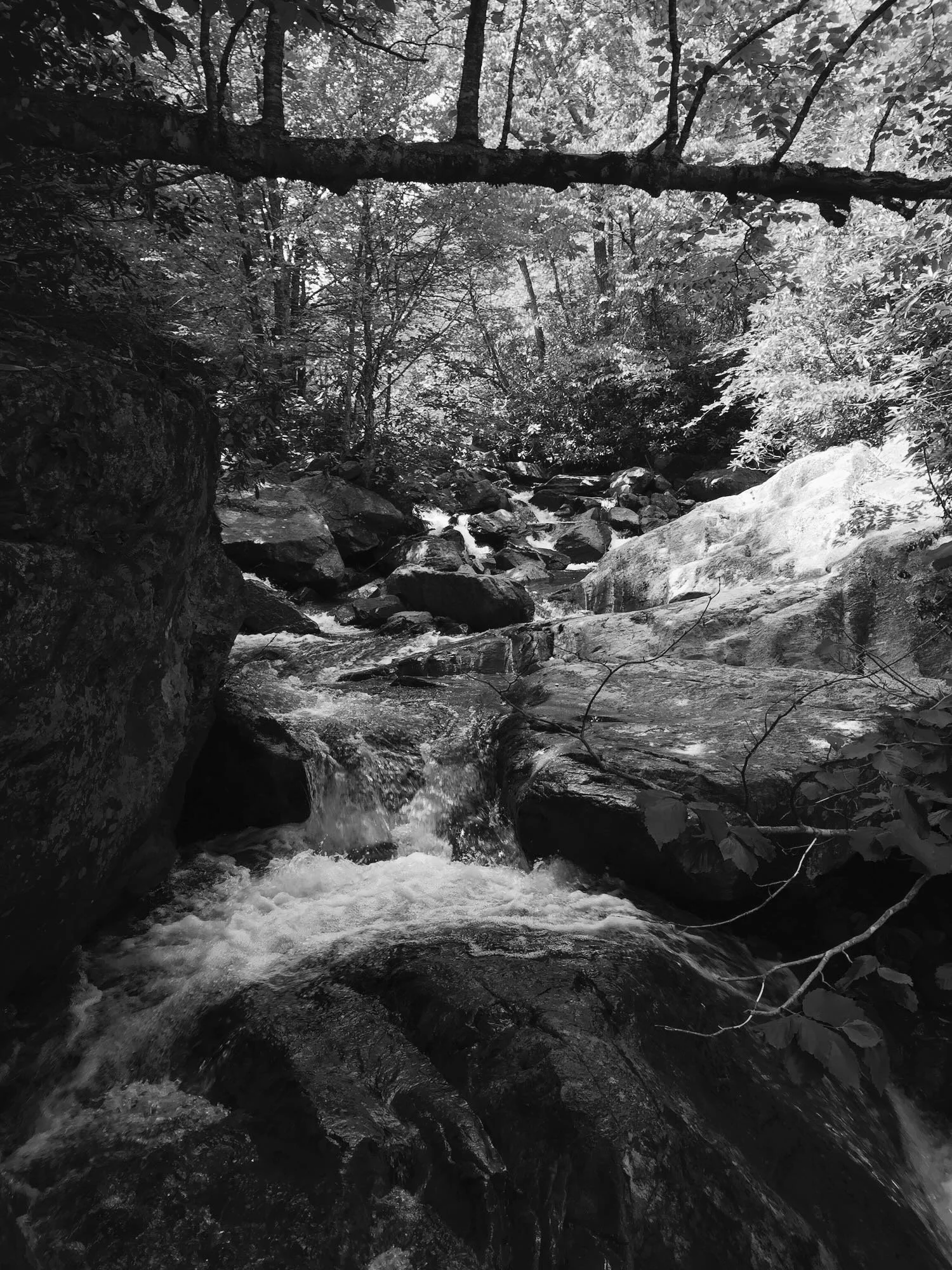 A black and white photograph of a rocky stream in a dense forest, with tree branches overhead and sunlight filtering through the leaves.