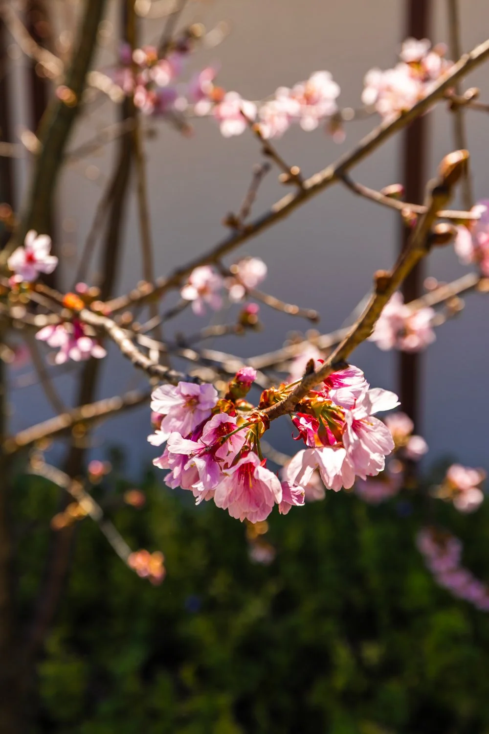 Japanese Friendship Garden-01.jpg