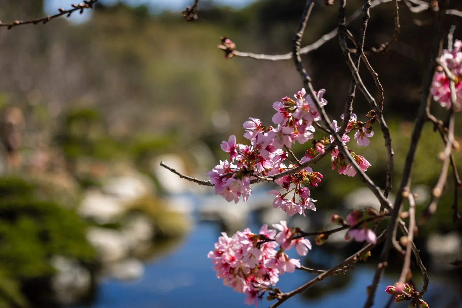 Japanese Friendship Garden-11.jpg