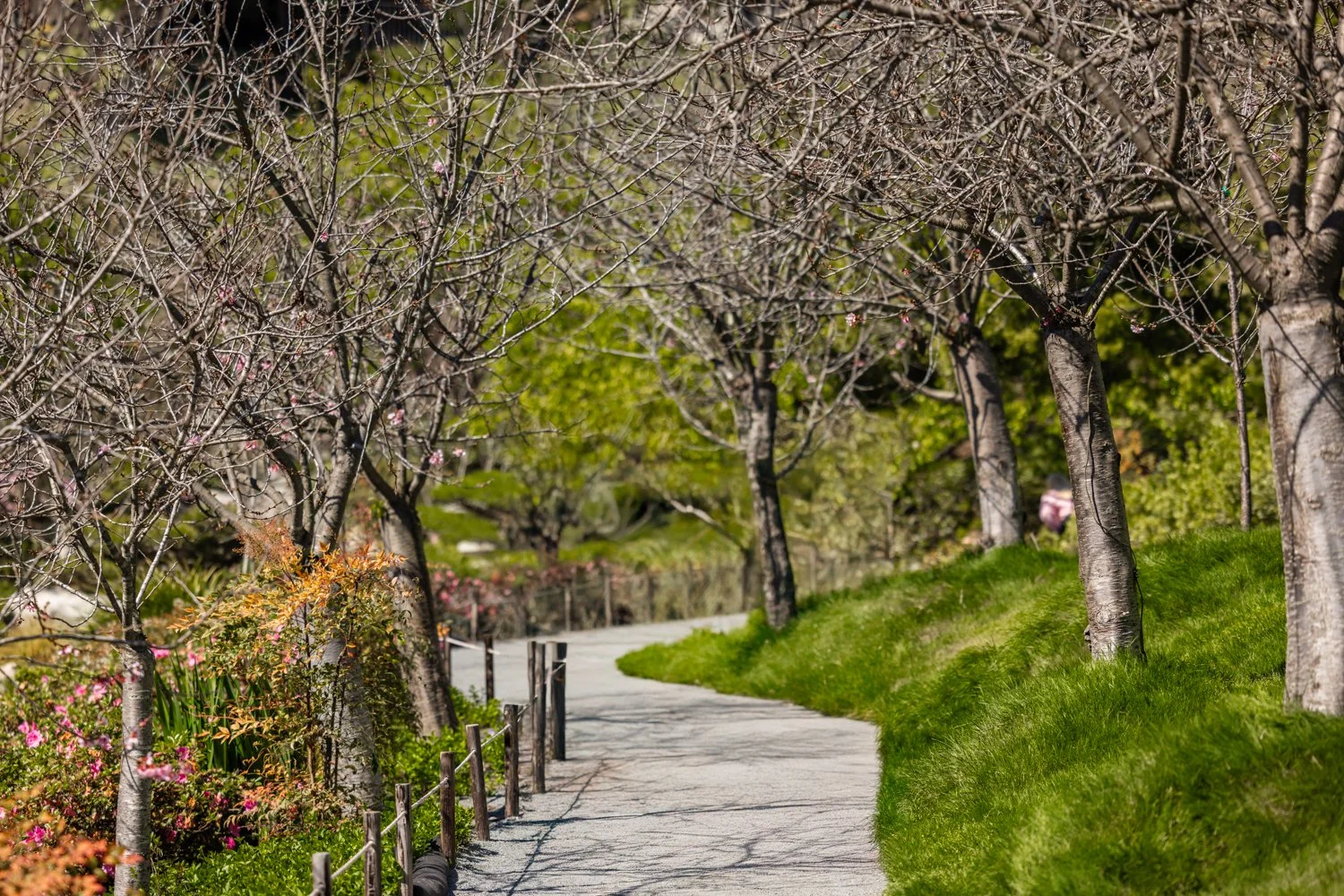 Japanese Friendship Garden-07.jpg