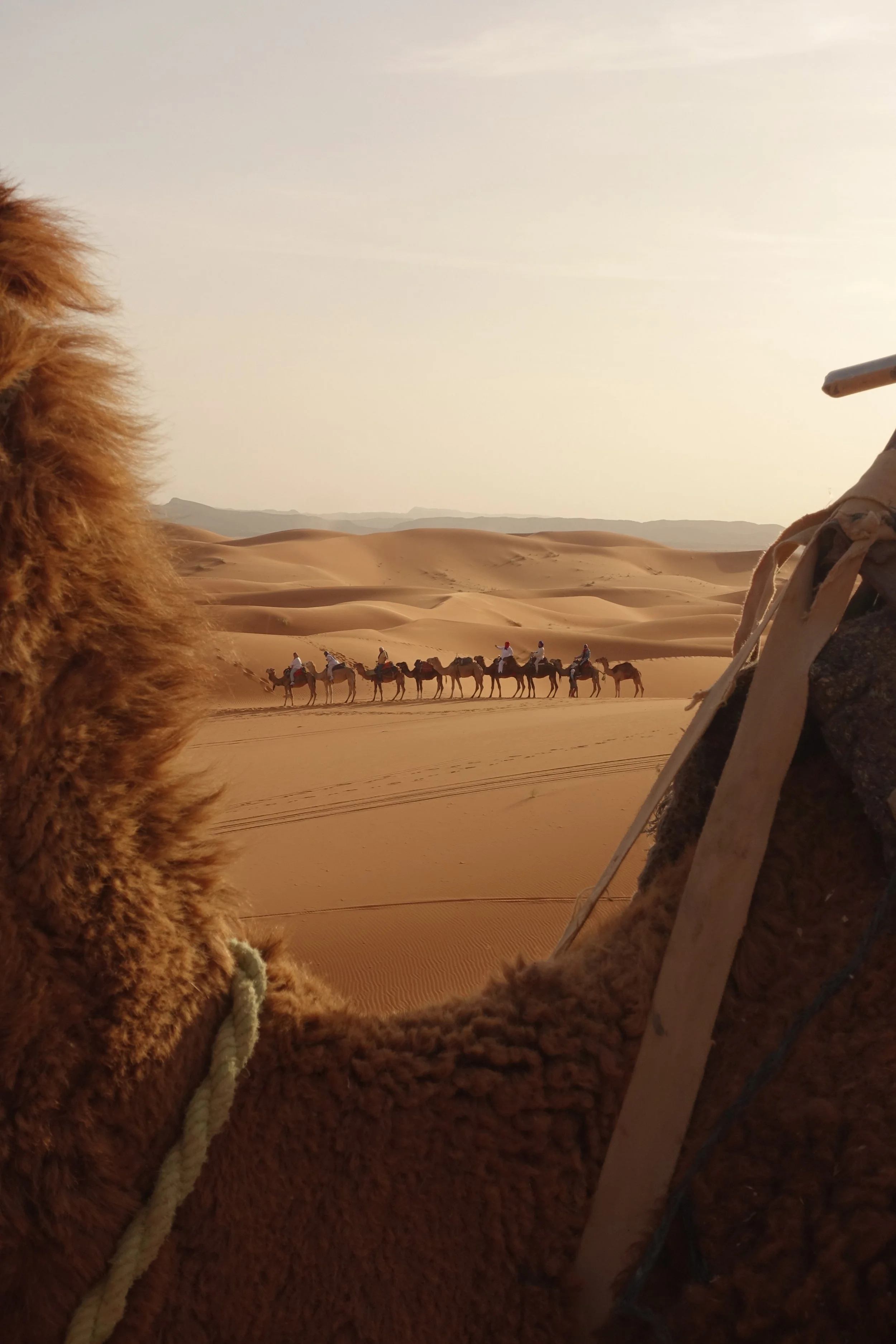 Camels_4000x6000.jpg
