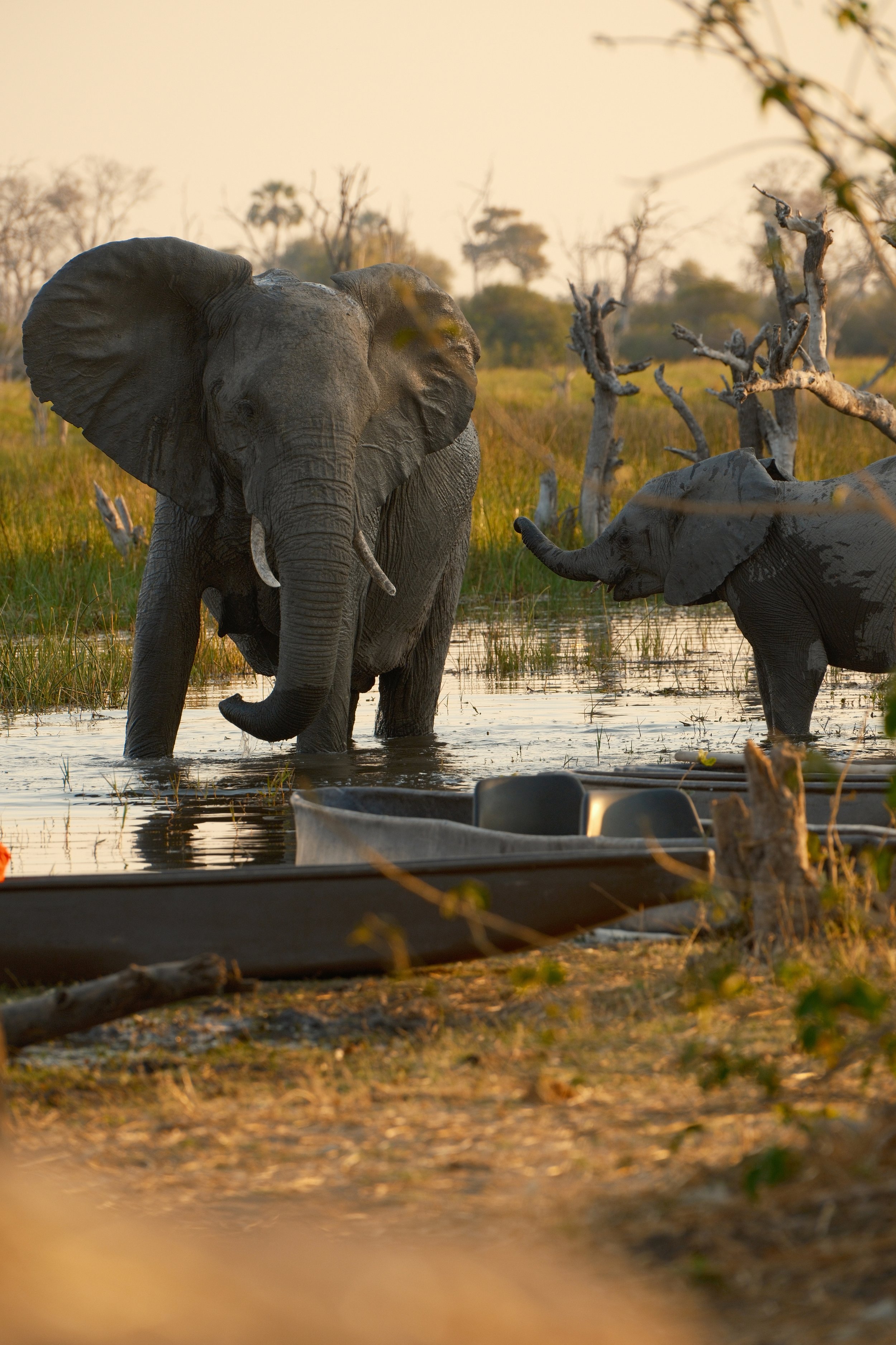 Elephants_4000x6000.jpg