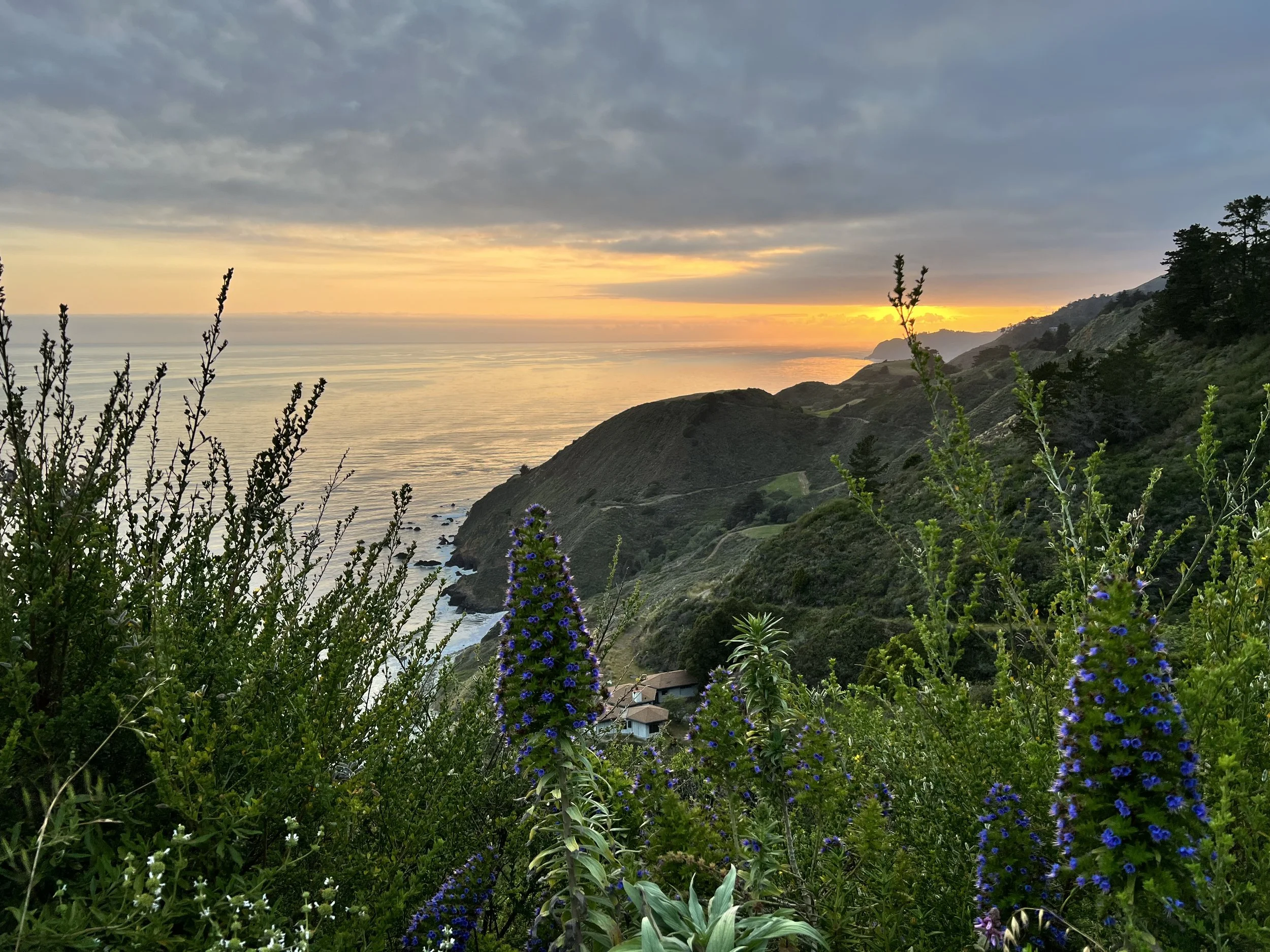 Sunset over Big Sur with purple flowers in the foreground
