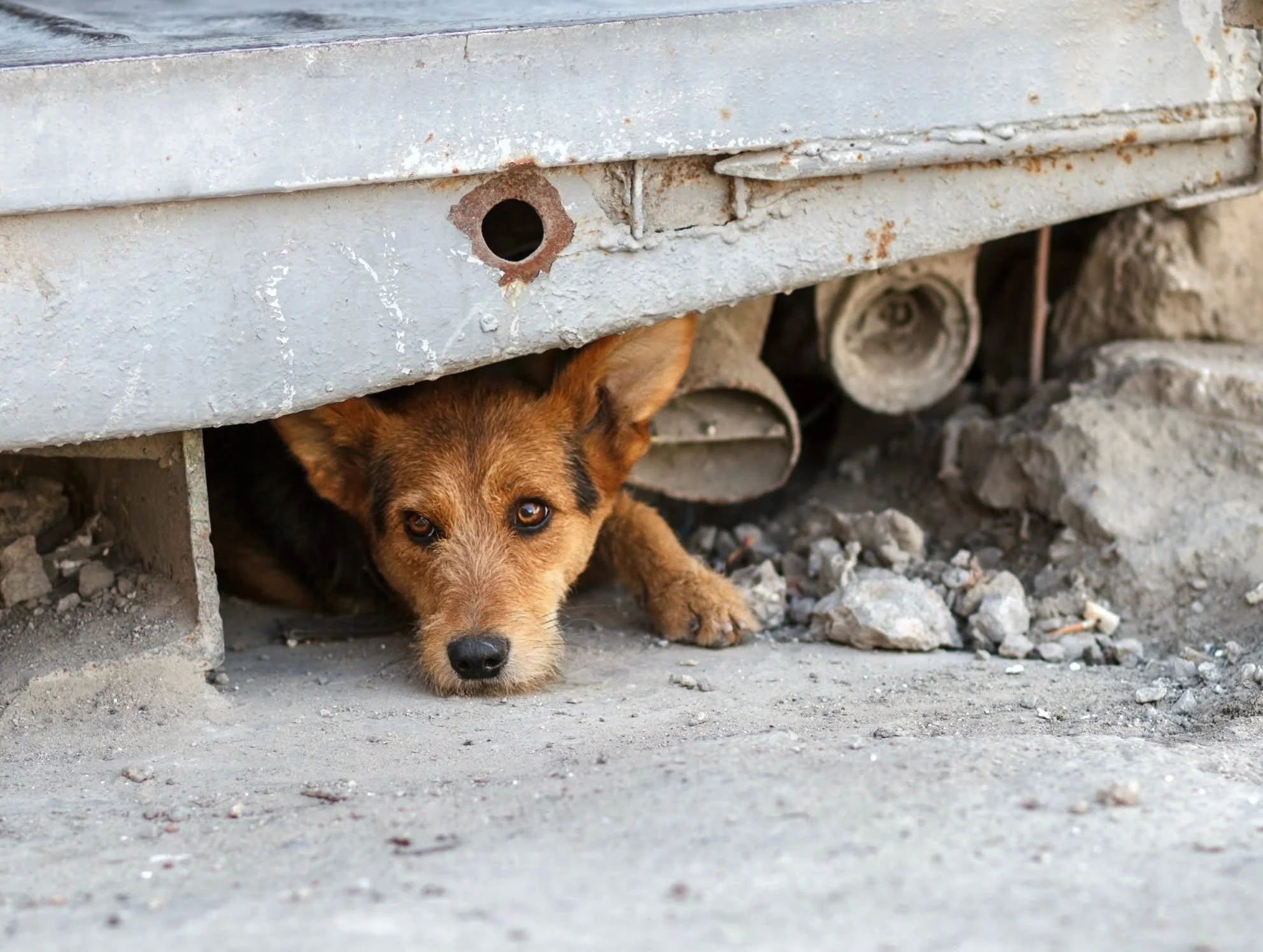 COLITAS FELICES -HAPPY TAILS 