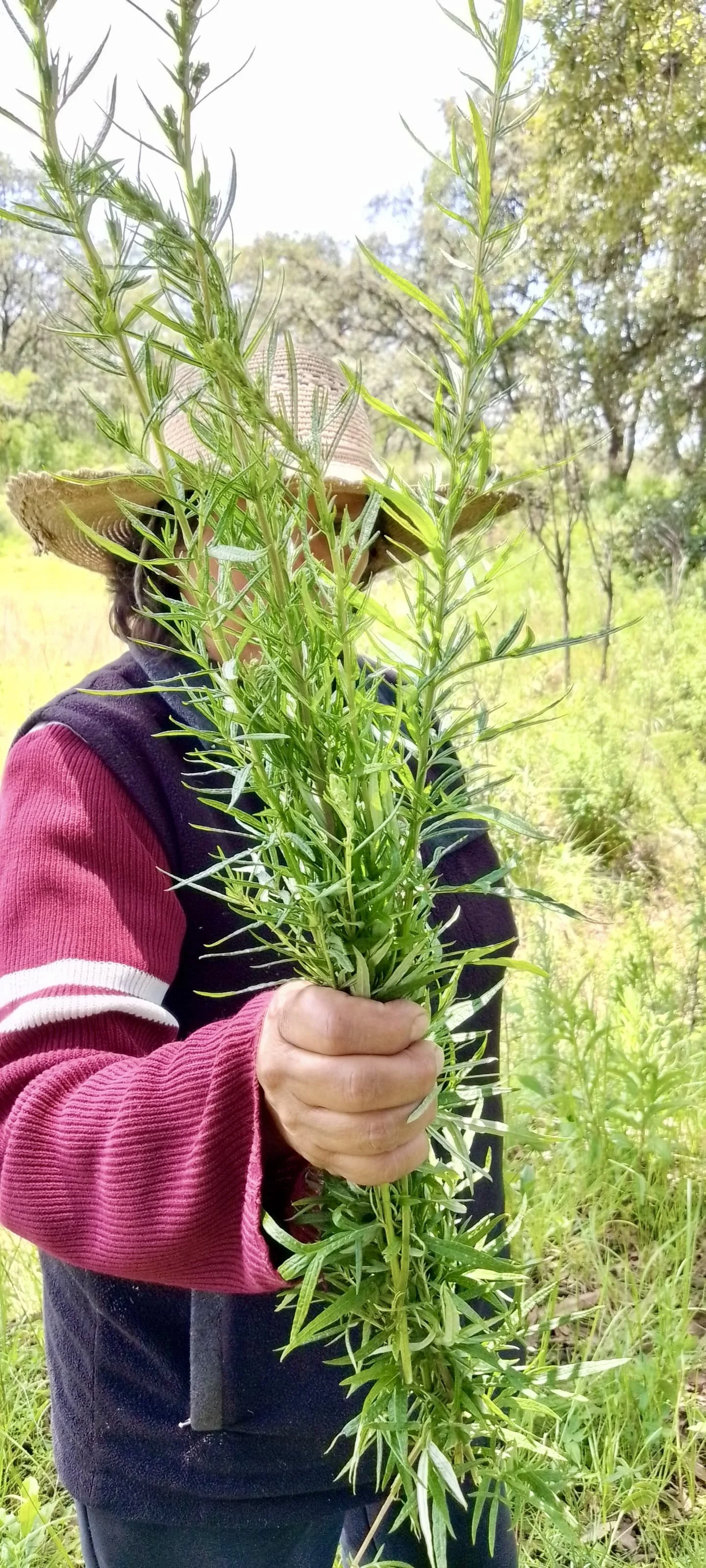 At Campamento Tlalankann, we offer a natural detox experience using the healing power of ancestral medicinal plants.
These herbs have been used for generations by our Masters and Guardians to cleanse 
