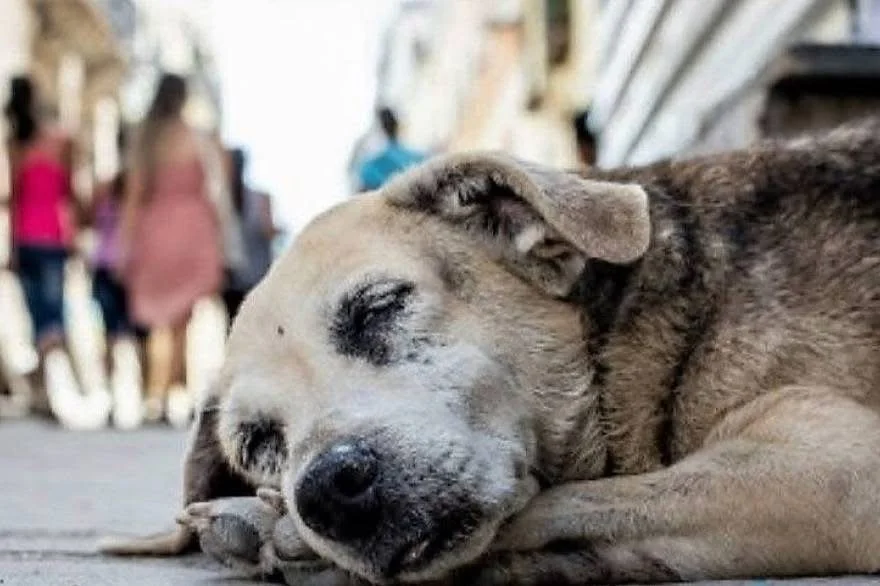 A dog sleeping on the sidewalk, with blurred people walking in the background.