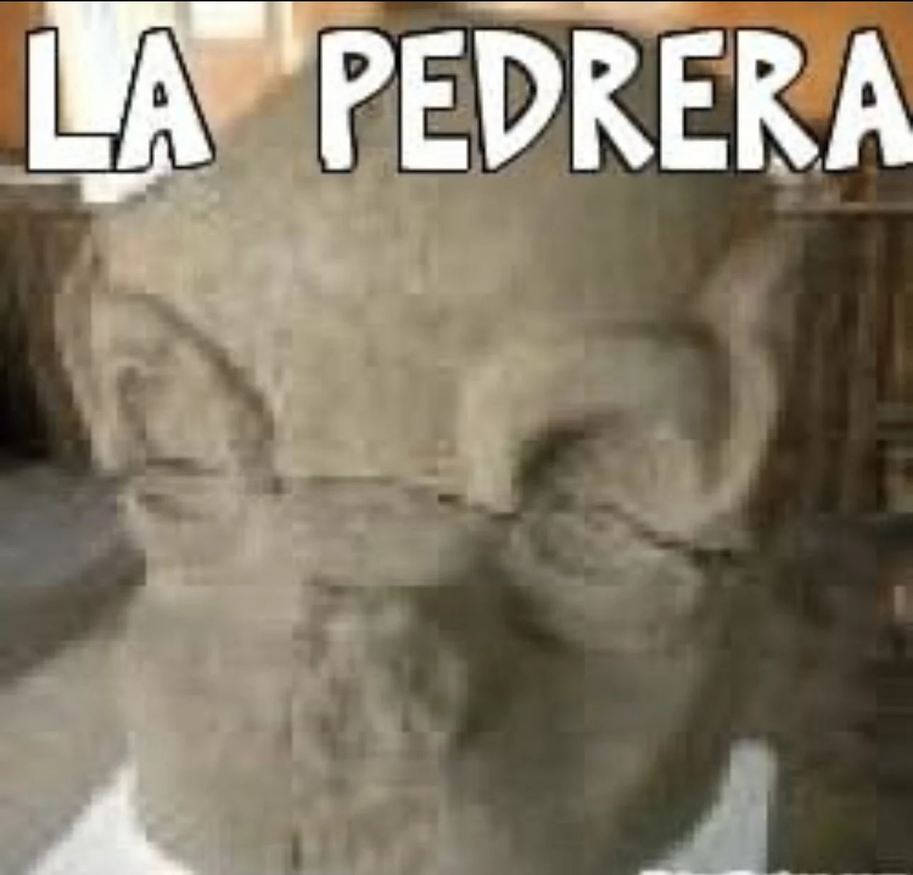 A cat sitting on a stone floor with a bookcase in the background. Overlaid text in Spanish reads 'La Pedrera'.