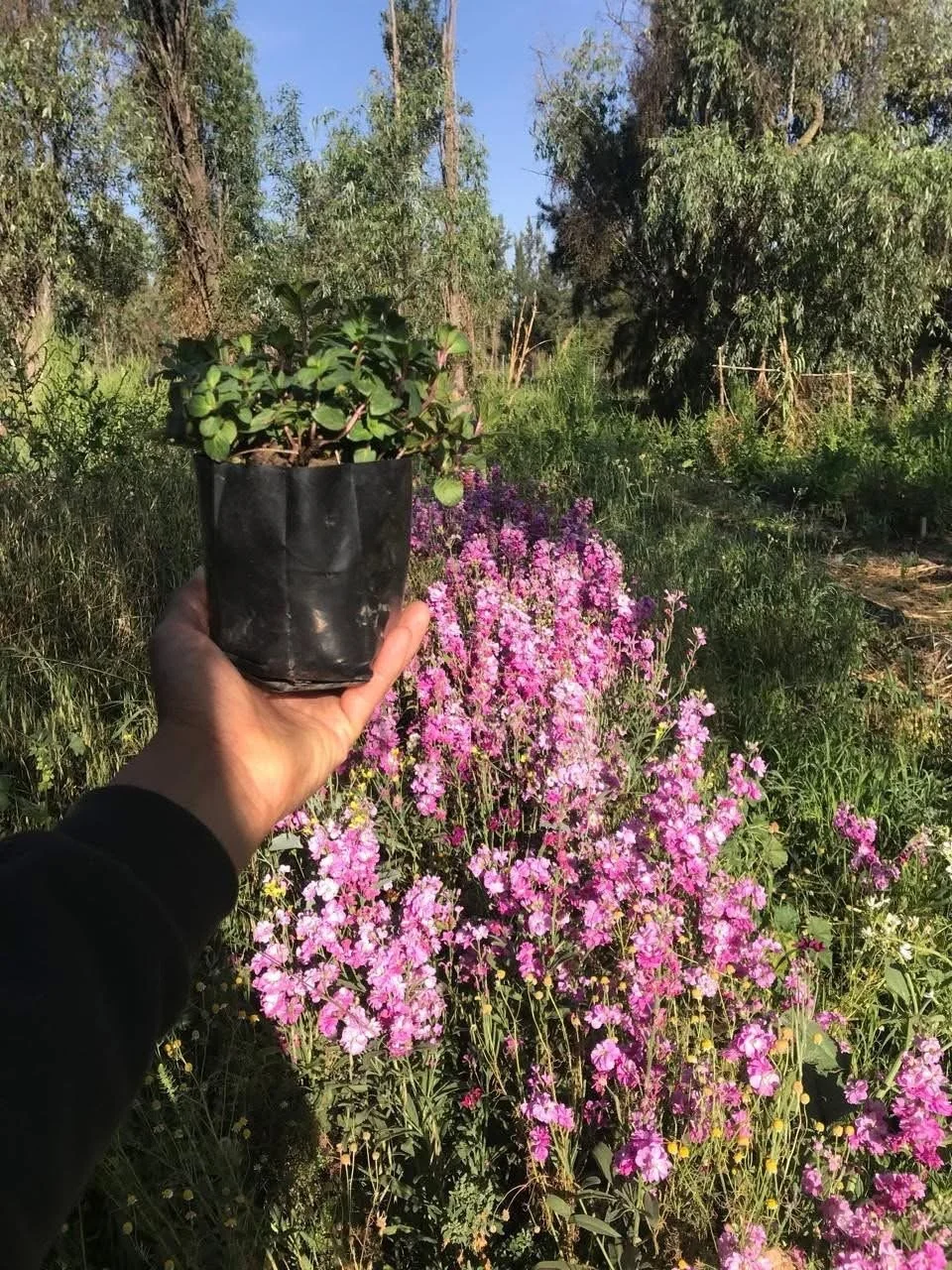 Hand holding a potted plant with green leaves in front of a background of pink flowers and tall trees in a bright outdoor setting.