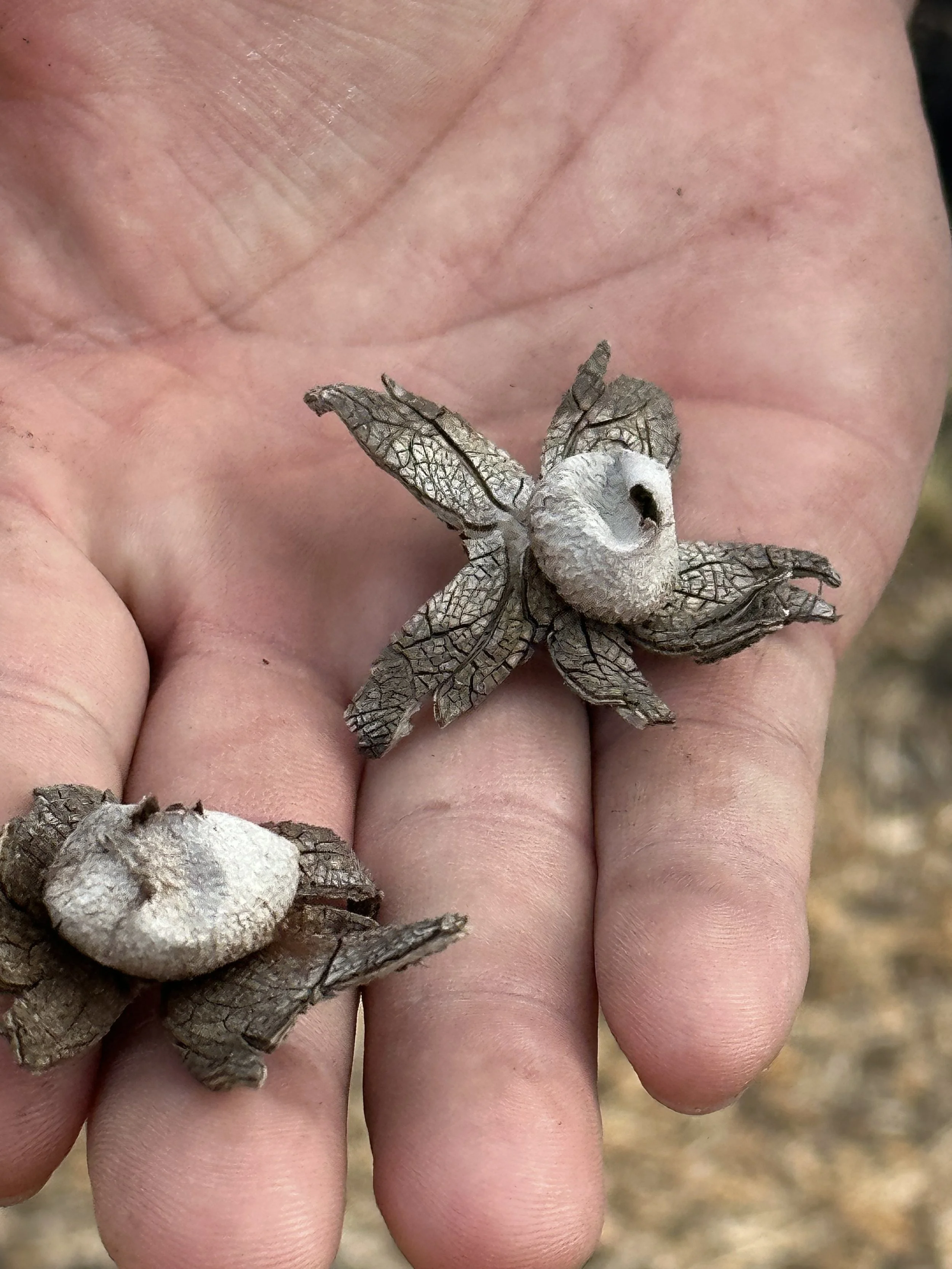 Close-up of a person's hand holding two dried seed pods that resemble star-shaped flowers.