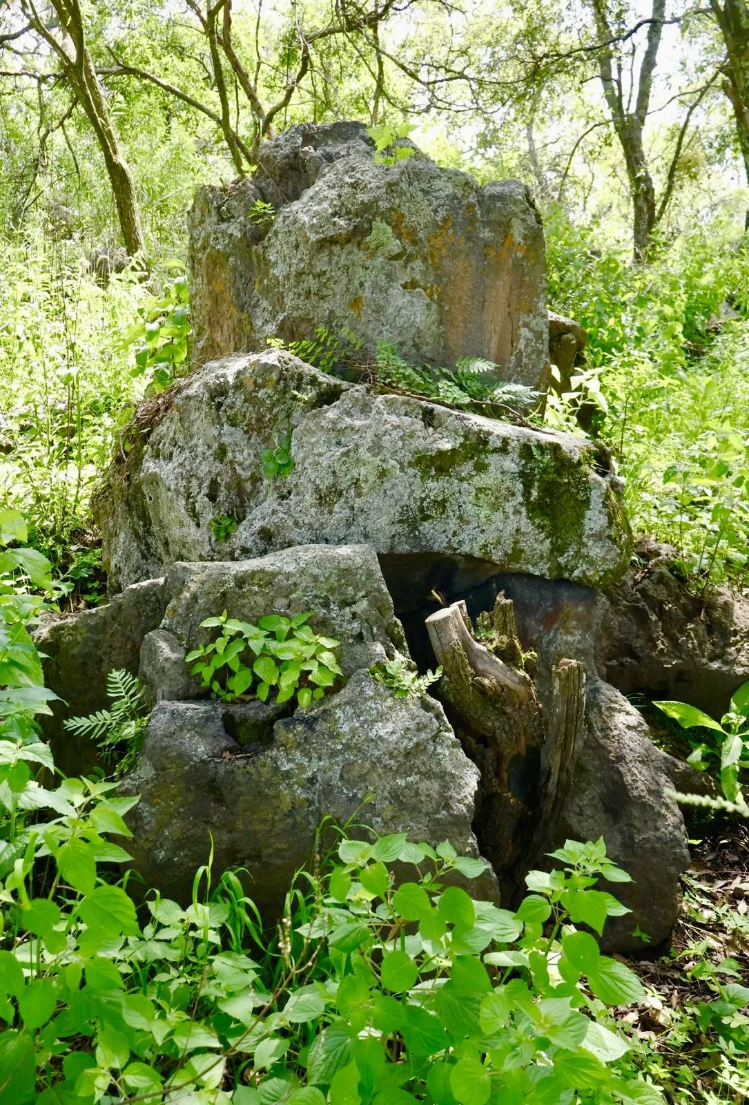 A pile of large rocks and boulders in a lush green forest with various plants and trees.
