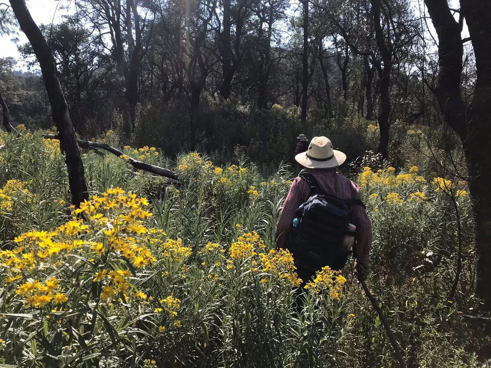 Hiker wearing a hat and backpack walking through green and yellow flowering plants in a forested area.
