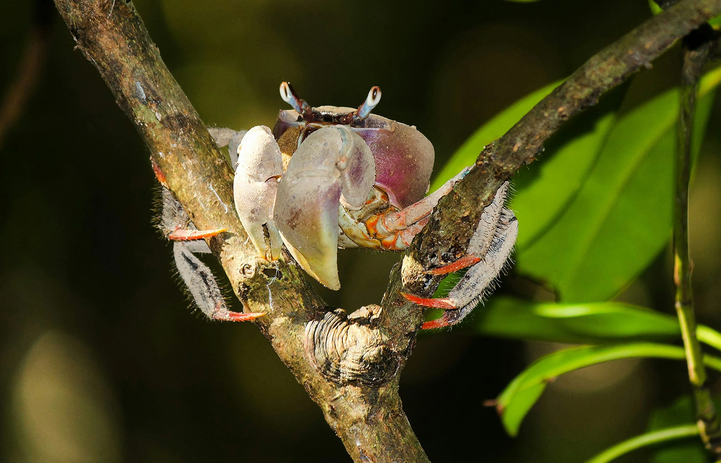 How to implement biodiversity in your CDP reporting for 2026