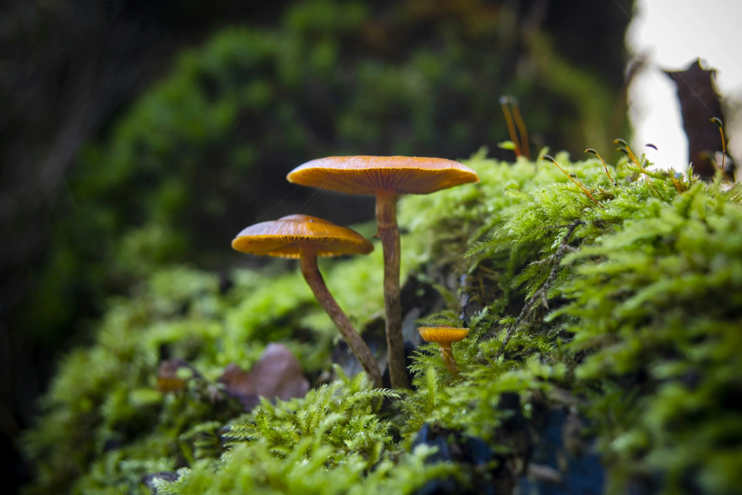 Transition Risk: What Your Biodiversity Data Reveals
