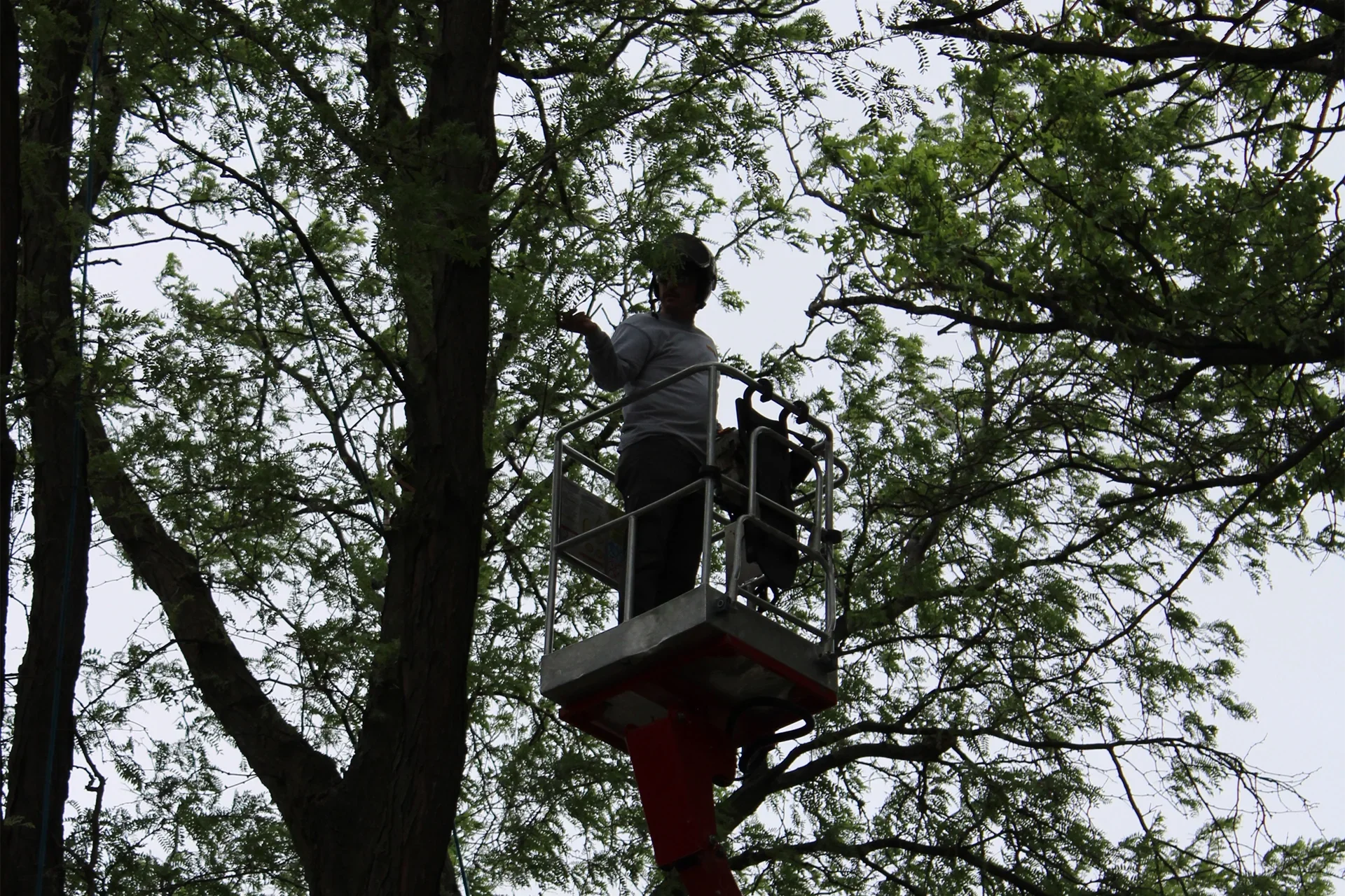 Acme Tree Services gallery 9