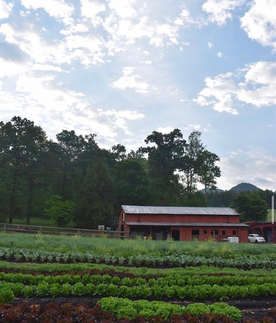 Wild East Farm - Marion, NC