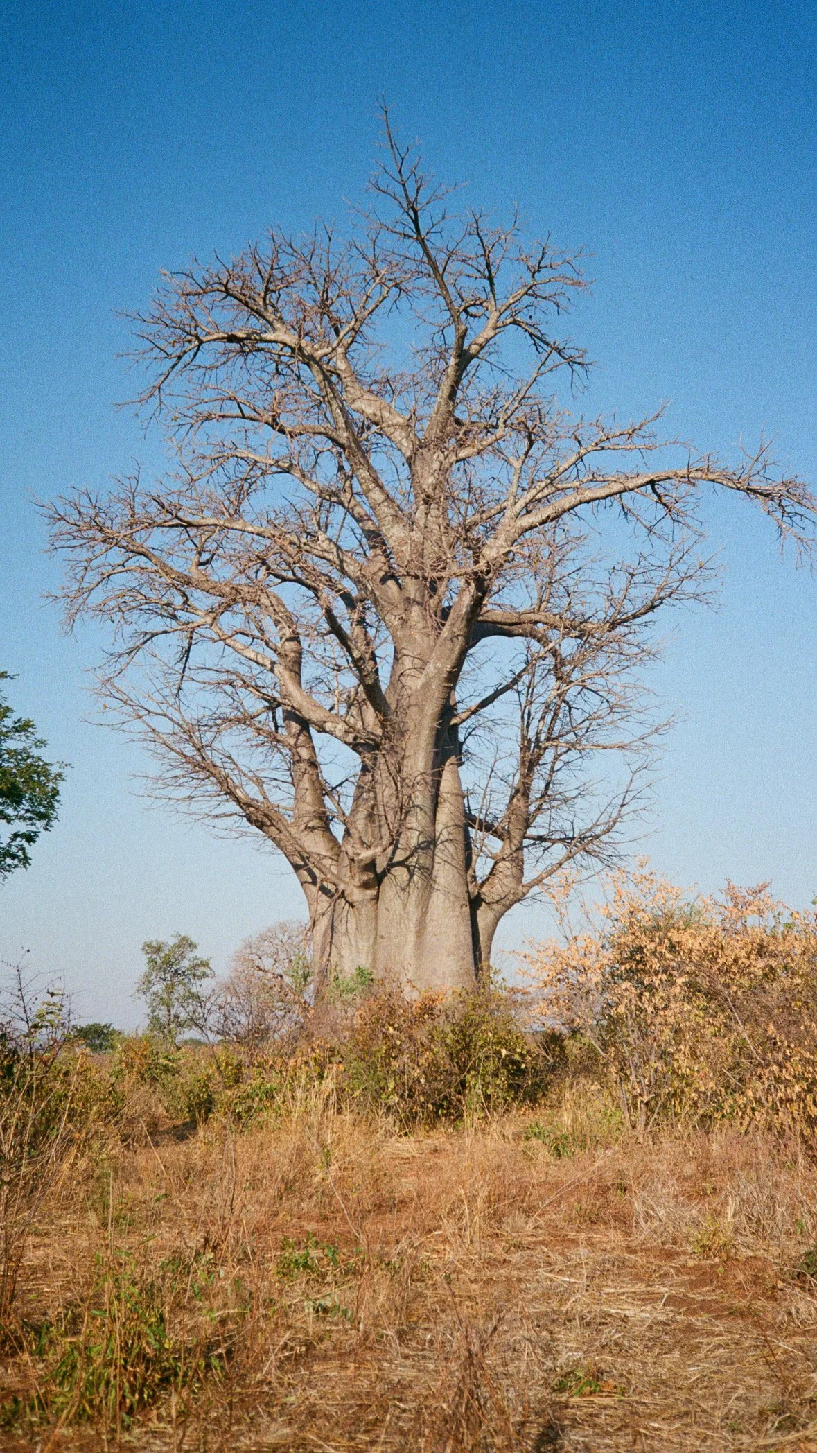 Paul'sBaobab.JPG