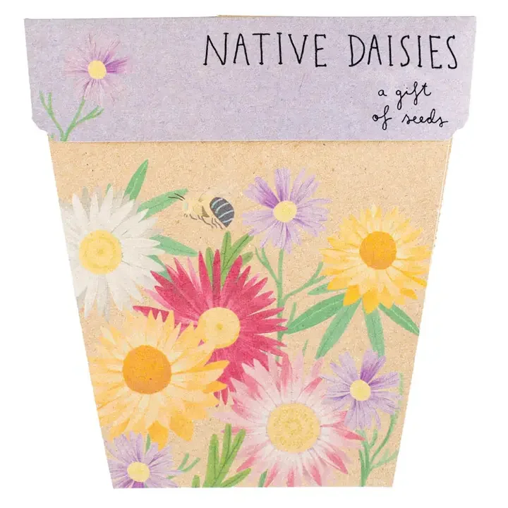 Native Daisies.webp