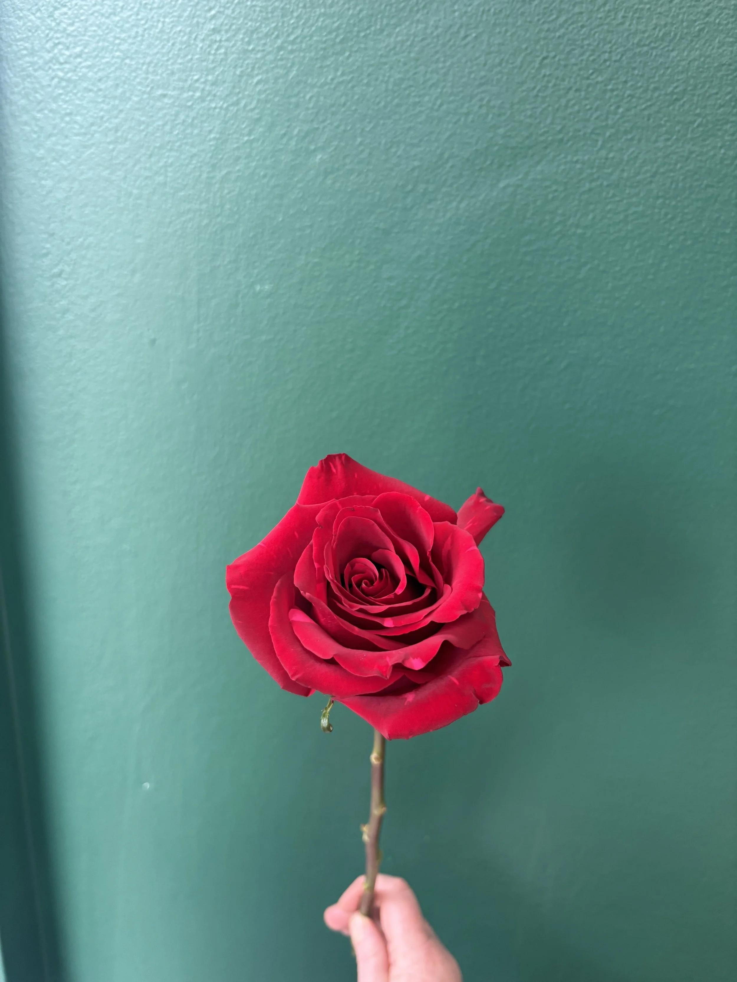 The Single Long Stem Rose in a Box: Pre-Order Only (closes 8th February, 2026) - SOLD OUT