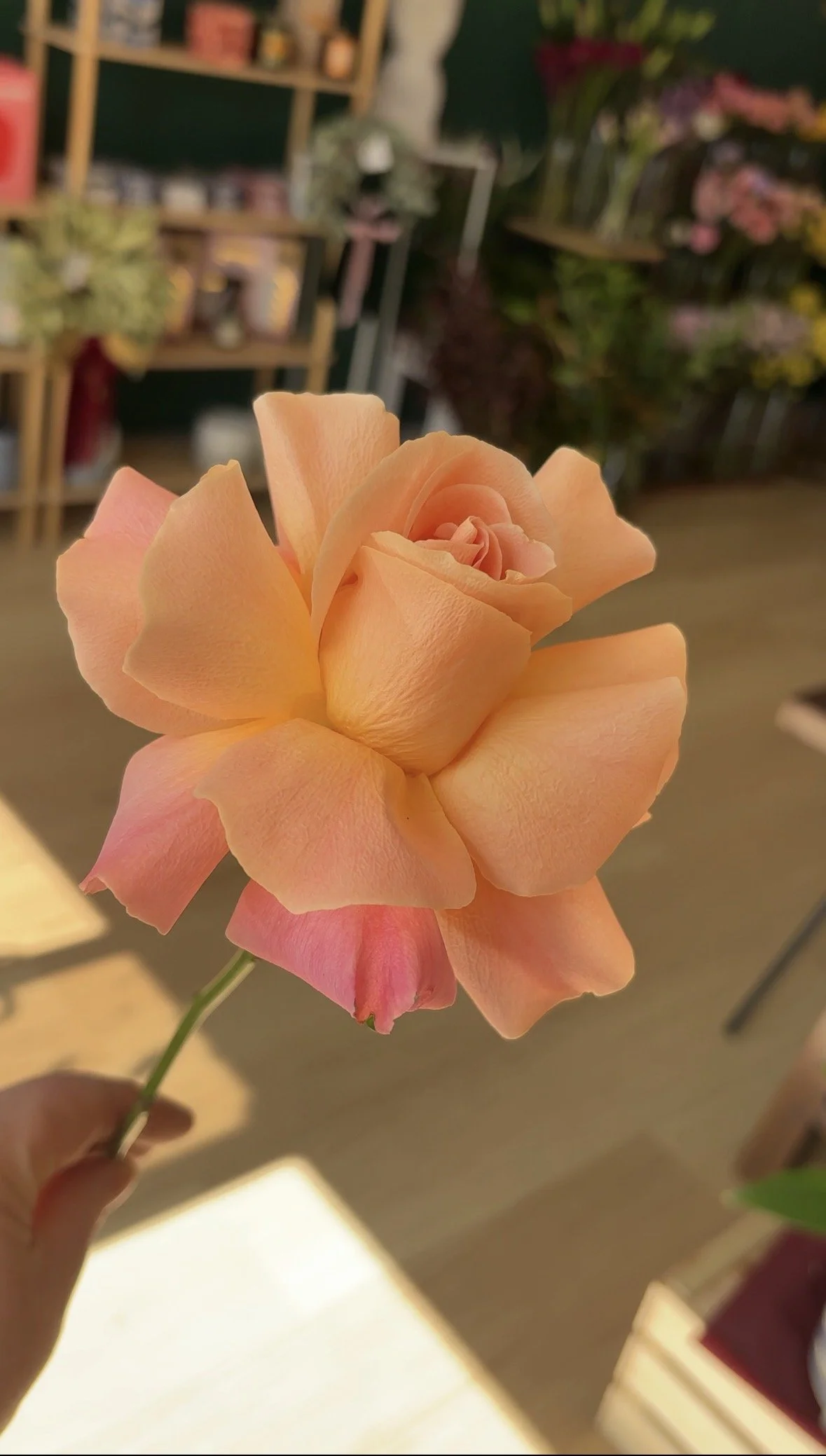 The Single Long Stem Rose in a Box: Pre-Order Only (closes 8th February, 2026)