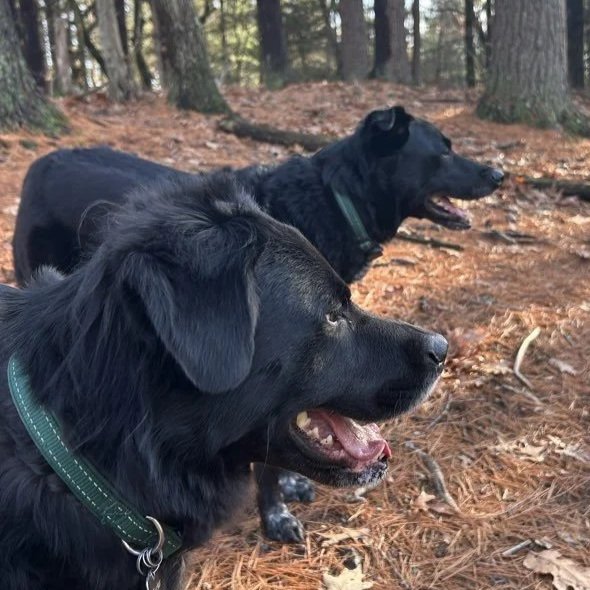 Two dogs lying on the ground in a wooded forest, looking to the right, with trees and fallen leaves surrounding them.